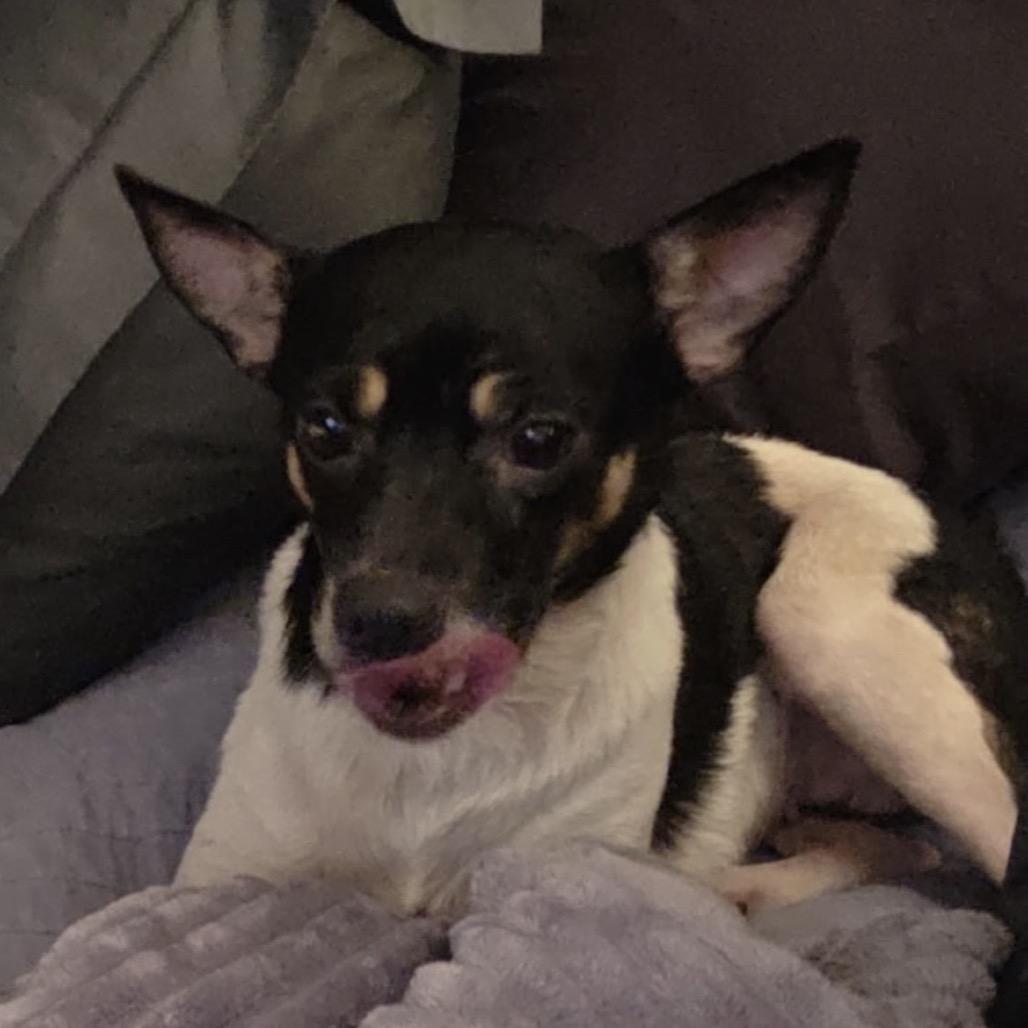 Enlarge Millie Pooh, a Adoptable Rat Terrier in Spring Hill, KS image 2/3