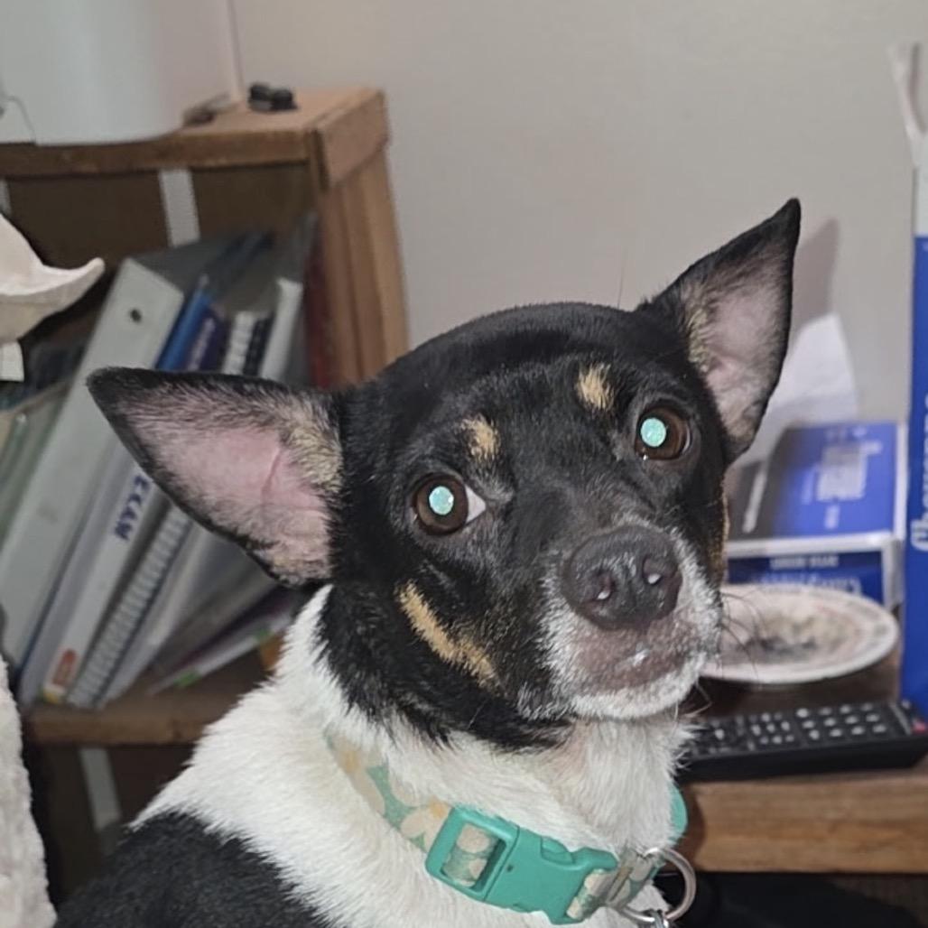 Enlarge Millie Pooh, a Adoptable Rat Terrier in Spring Hill, KS image 3/3