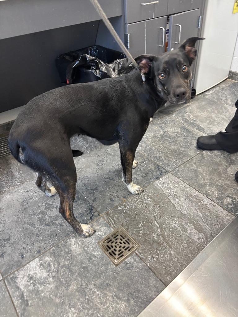 Nancy, Adoptable, Young Female Mixed Breed.