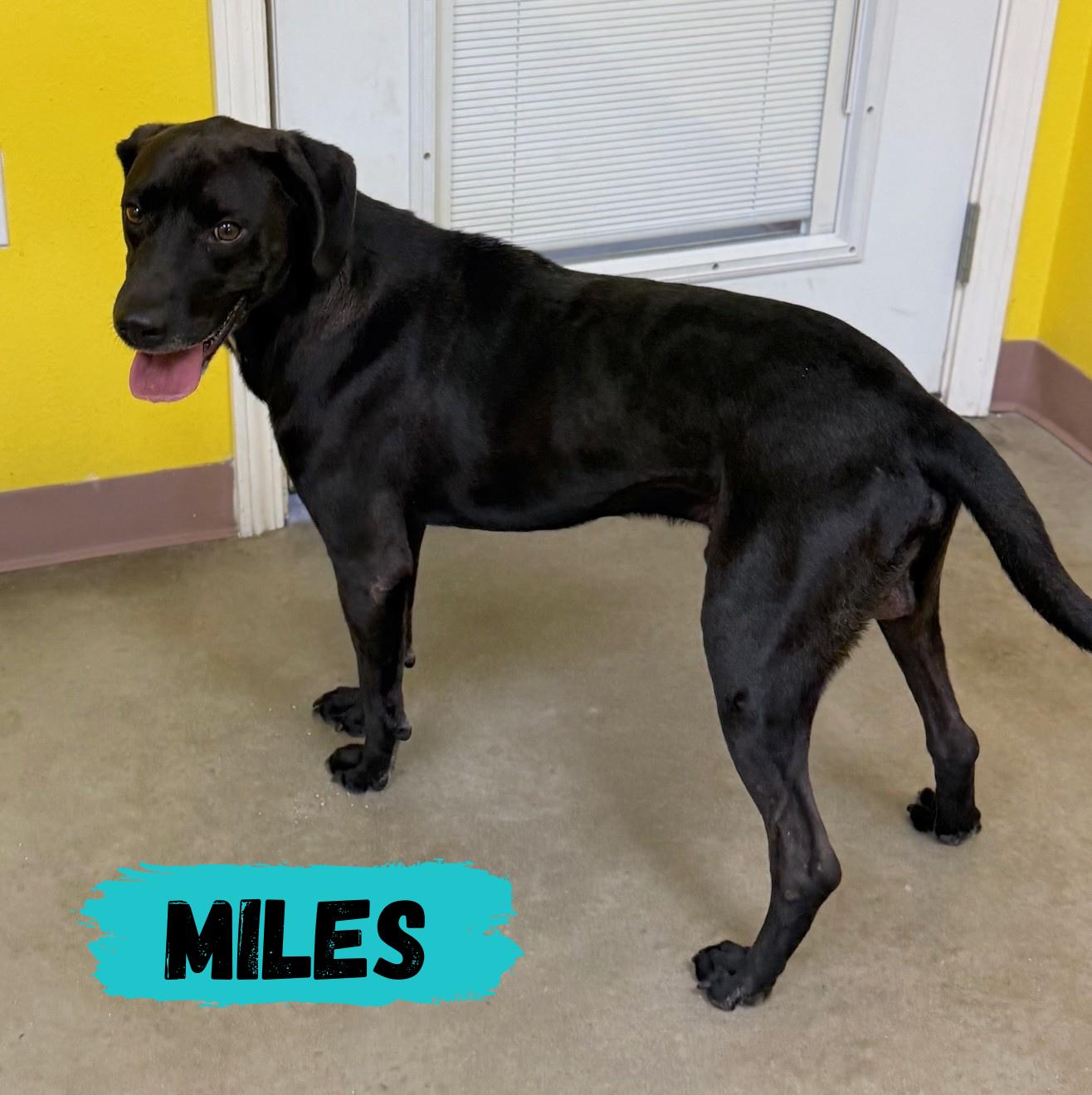 Miles, Adult Male Black Labrador Retriever