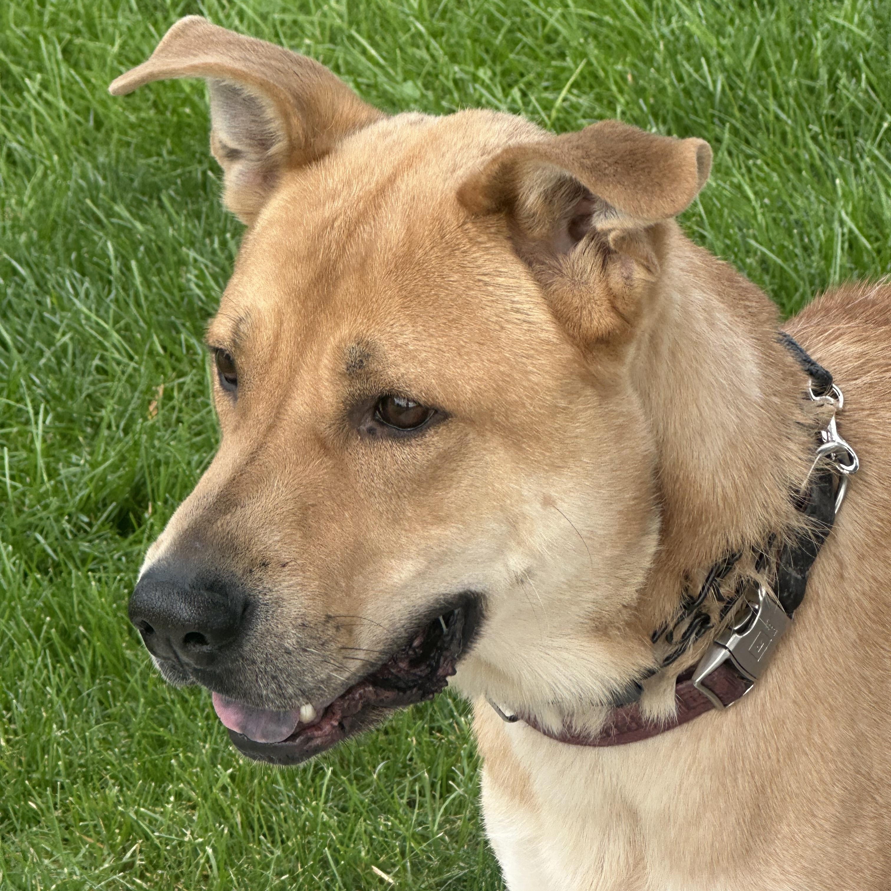 Enlarge Buster, a Adoptable mixed breed in Kuna, ID image 1/4