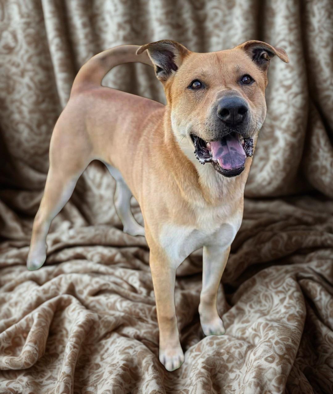 Enlarge Buster, a ADOPTABLE mixed breed in Kuna, ID image 1/1