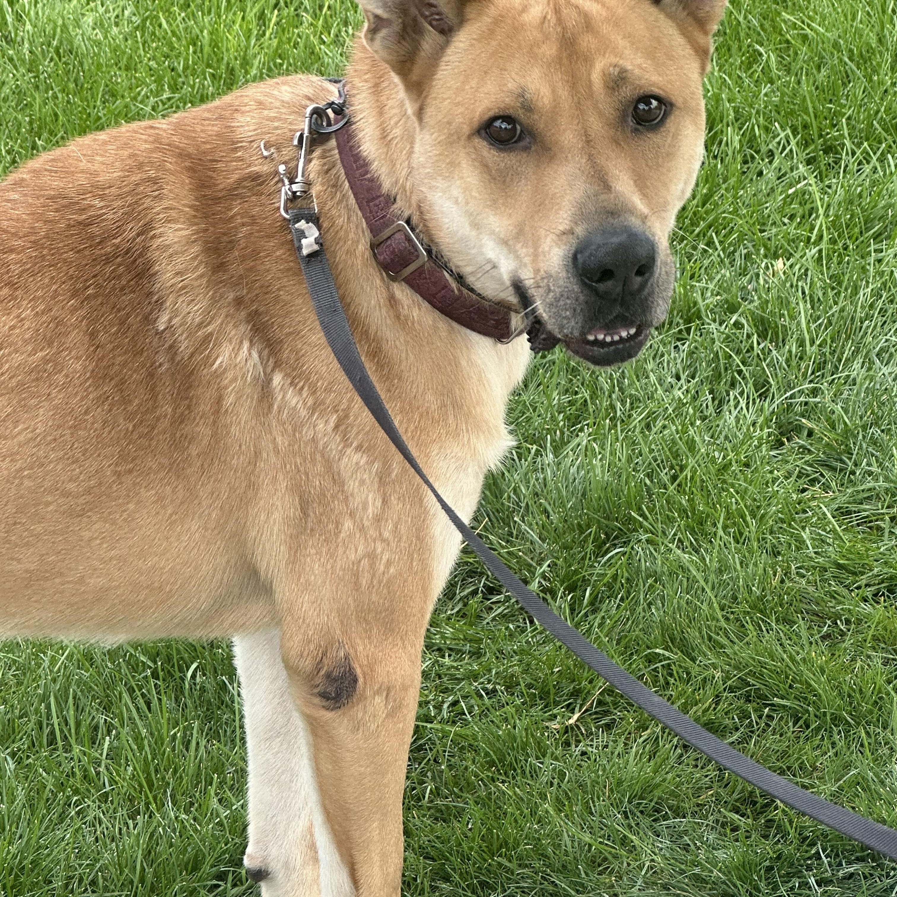Enlarge Buster, a Adoptable mixed breed in Kuna, ID image 3/4