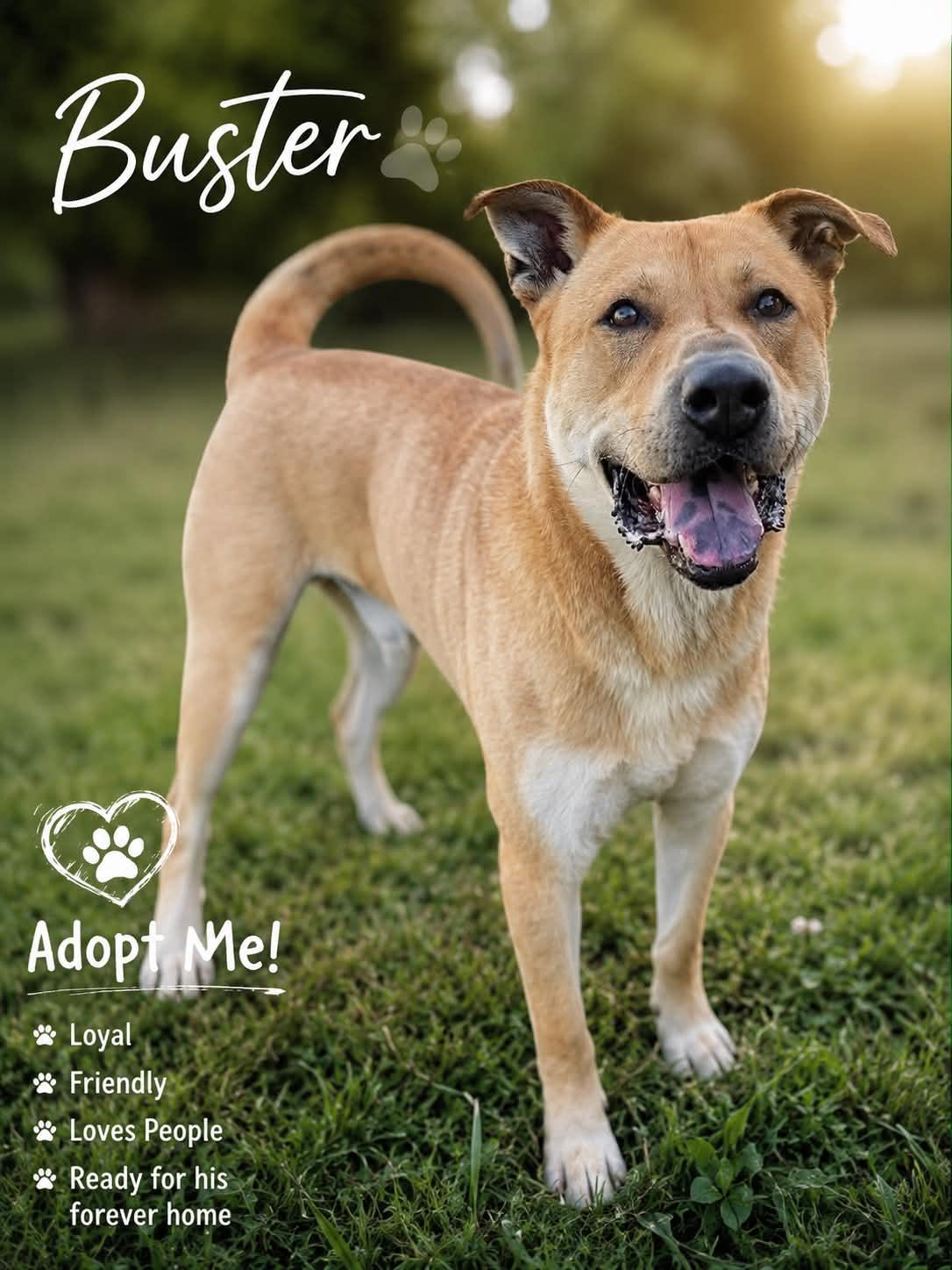 Enlarge Buster, an adoptable mixed breed in Kuna, ID image 1/1