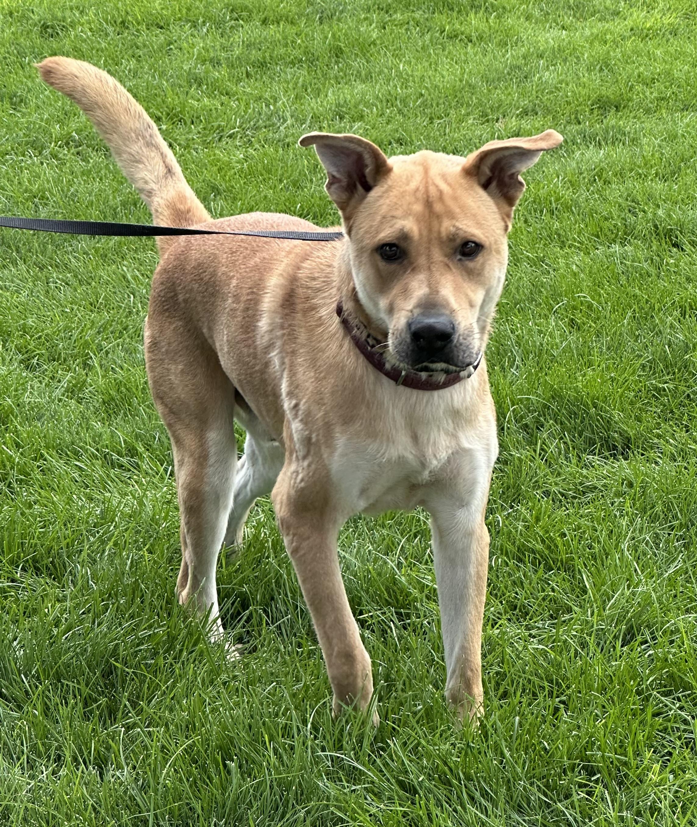 Enlarge Buster, a Adoptable mixed breed in Kuna, ID image 4/4