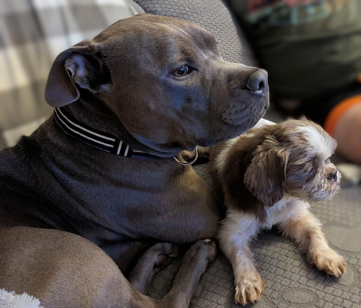 Harry Potter thumbnail 2