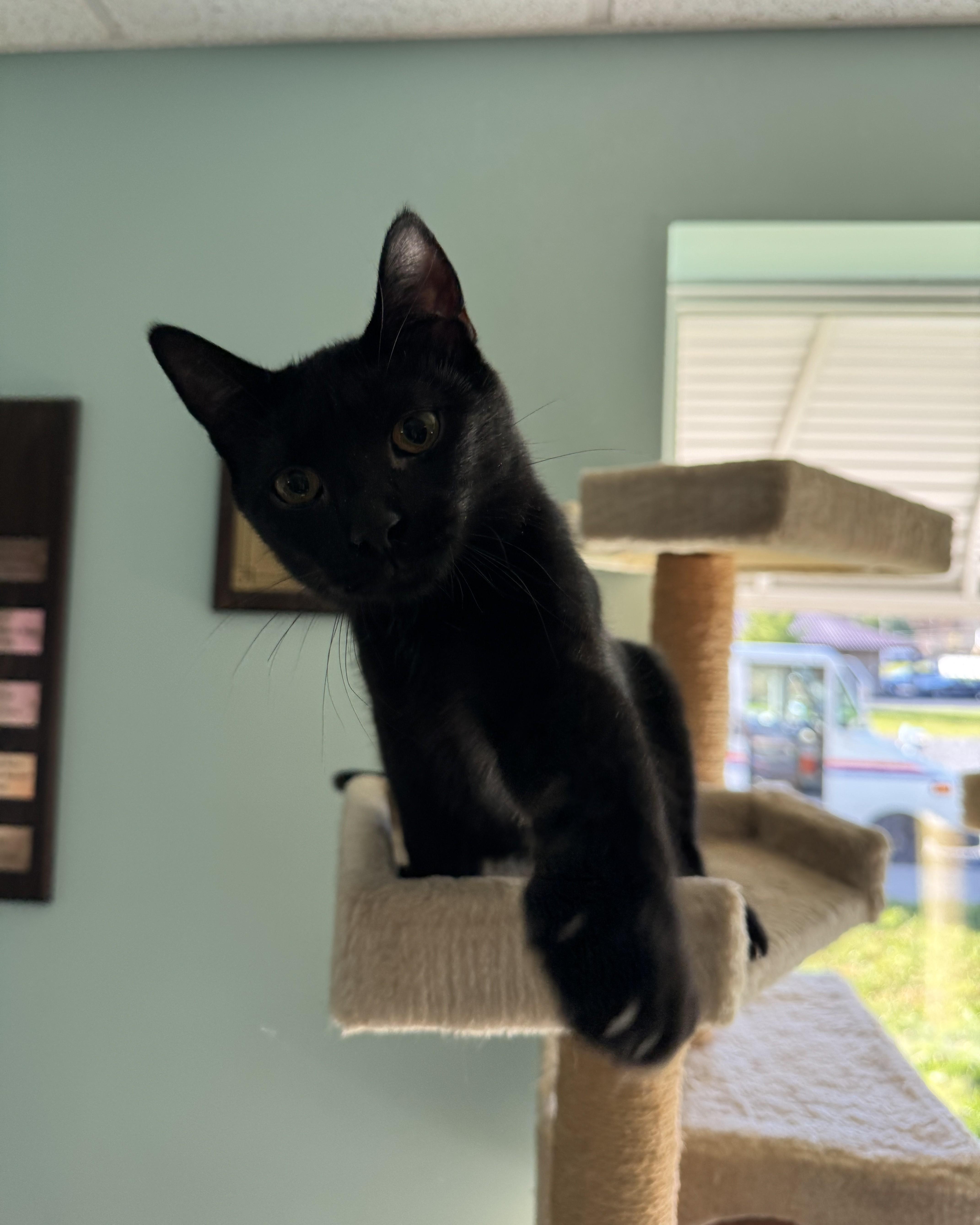 Claire & Charlee, Adoptable, Kitten Female Domestic Short Hair.