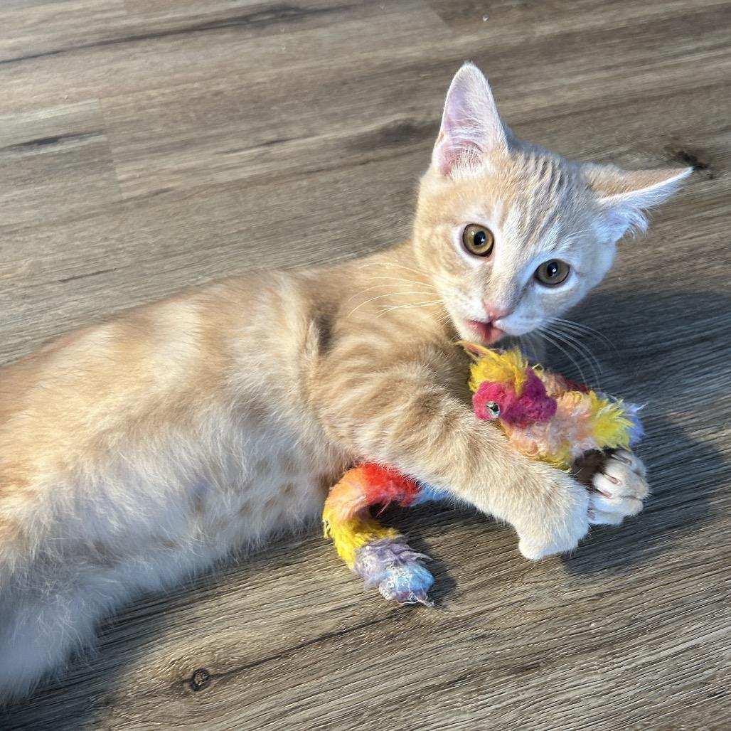 Enlarge Ron Weasley, a Adoptable Domestic Short Hair in Kenai, AK image 1/4