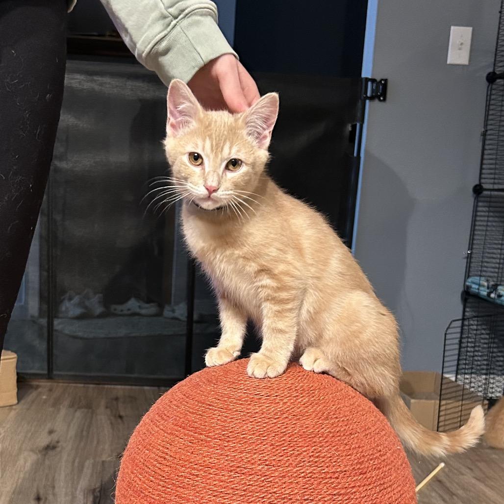 Enlarge Ron Weasley, a Adoptable Domestic Short Hair in Kenai, AK image 2/4