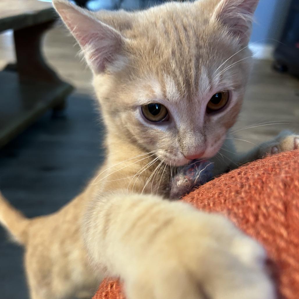 Enlarge Ron Weasley, a Adoptable Domestic Short Hair in Kenai, AK image 3/4