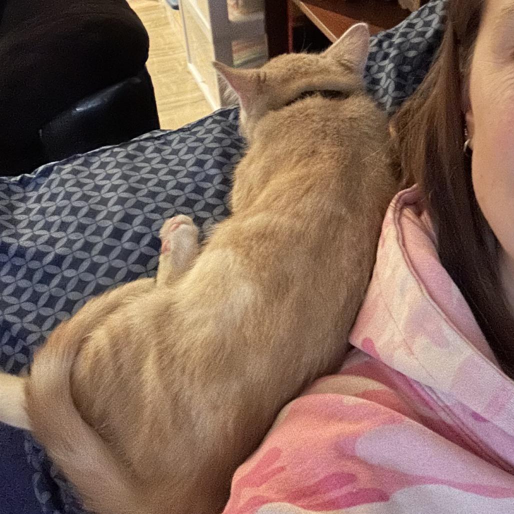 Enlarge Ron Weasley, a Adoptable Domestic Short Hair in Kenai, AK image 4/4