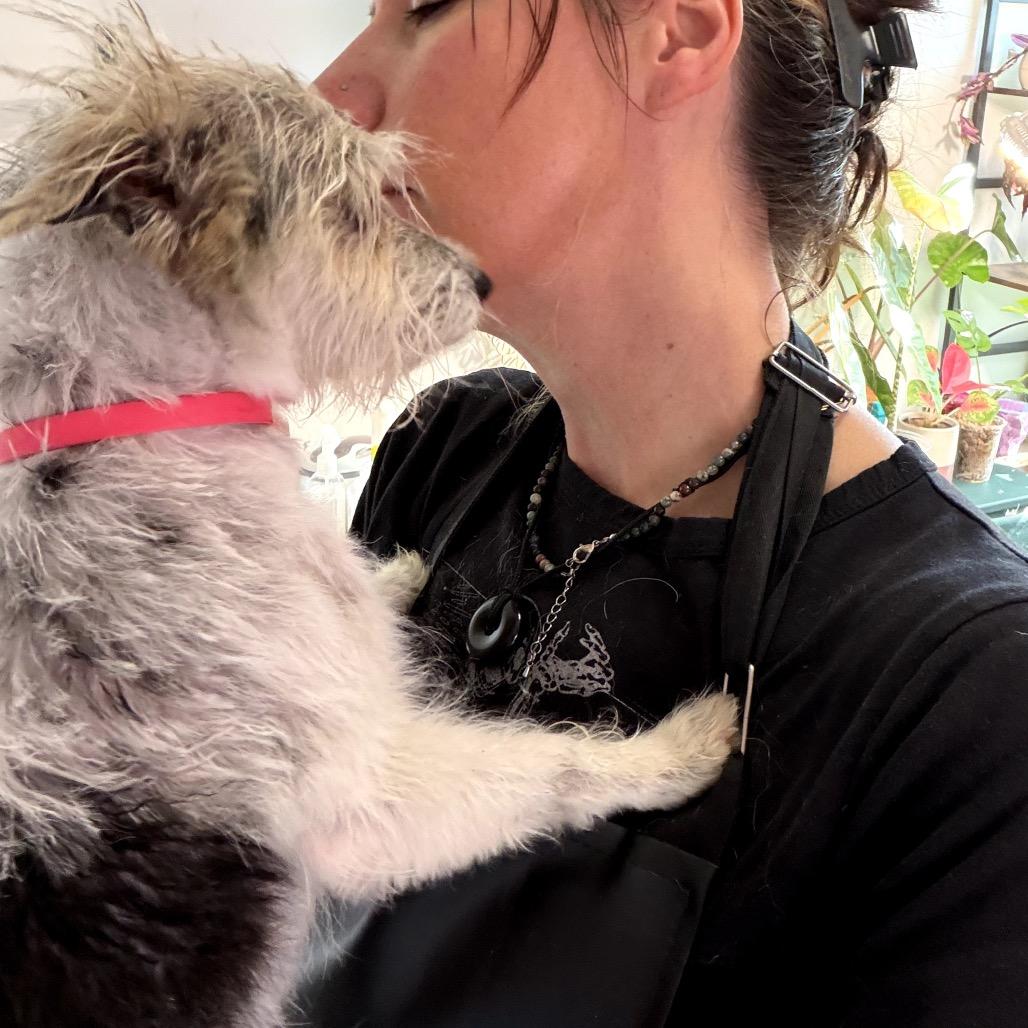 Enlarge Lambie, a Adoptable Mixed Breed in Medford, NJ image 2/6