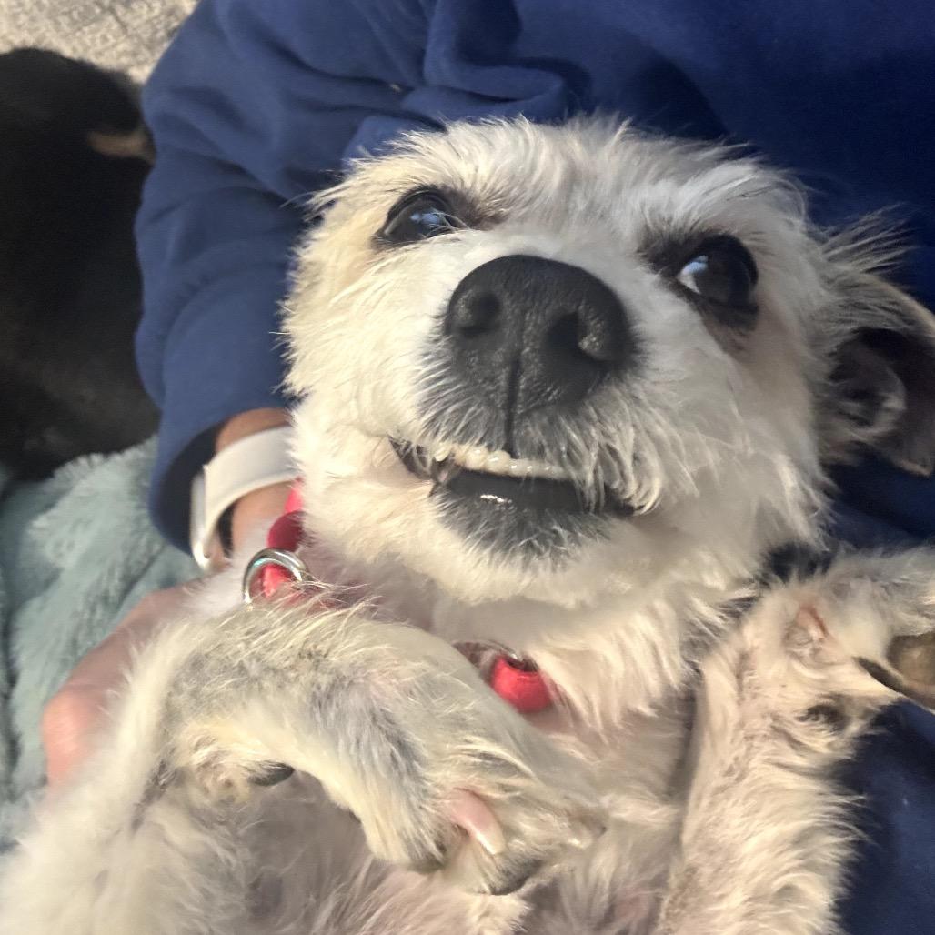 Enlarge Lambie, a Adoptable Mixed Breed in Medford, NJ image 3/6