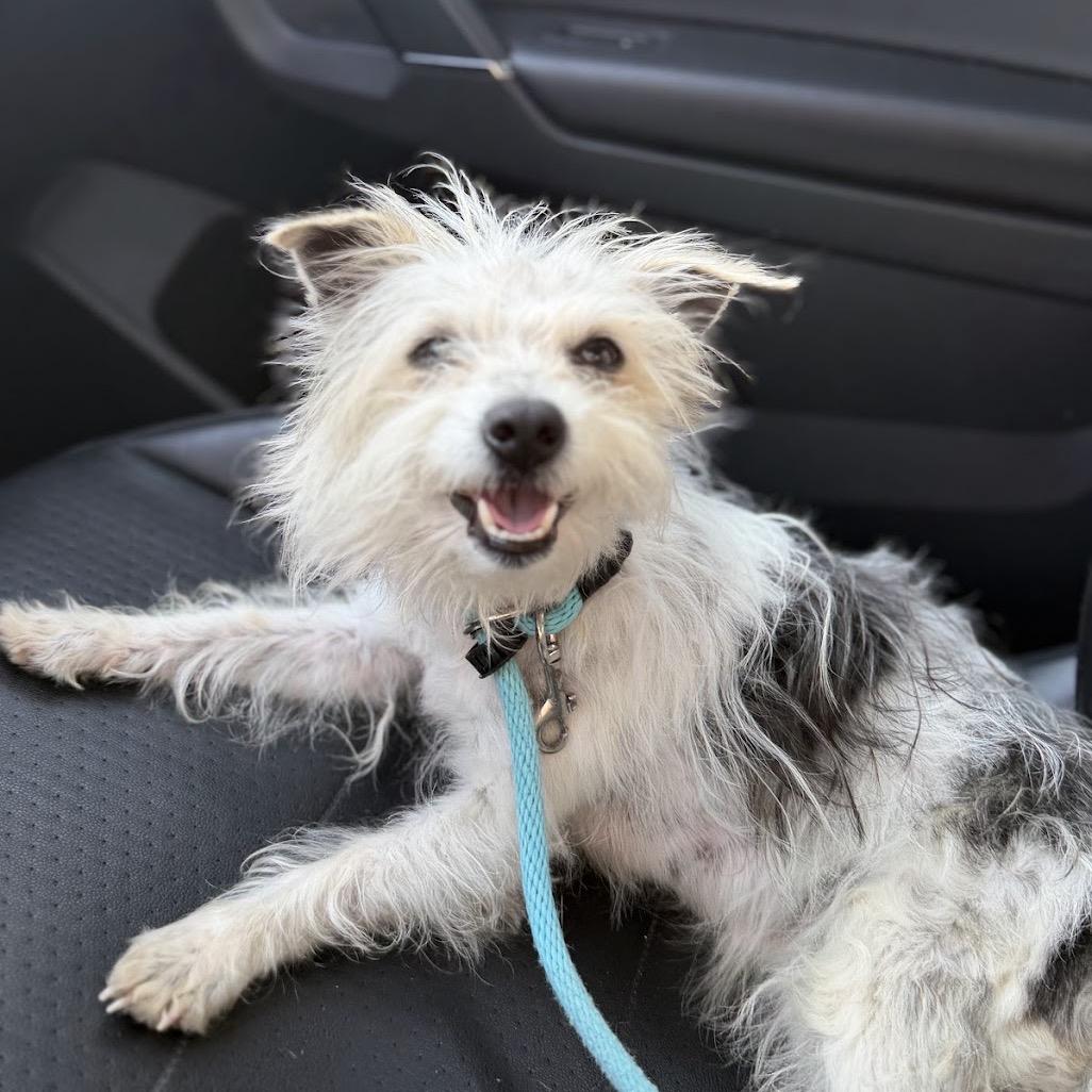 Enlarge Lambie, a Adoptable Mixed Breed in Medford, NJ image 5/6