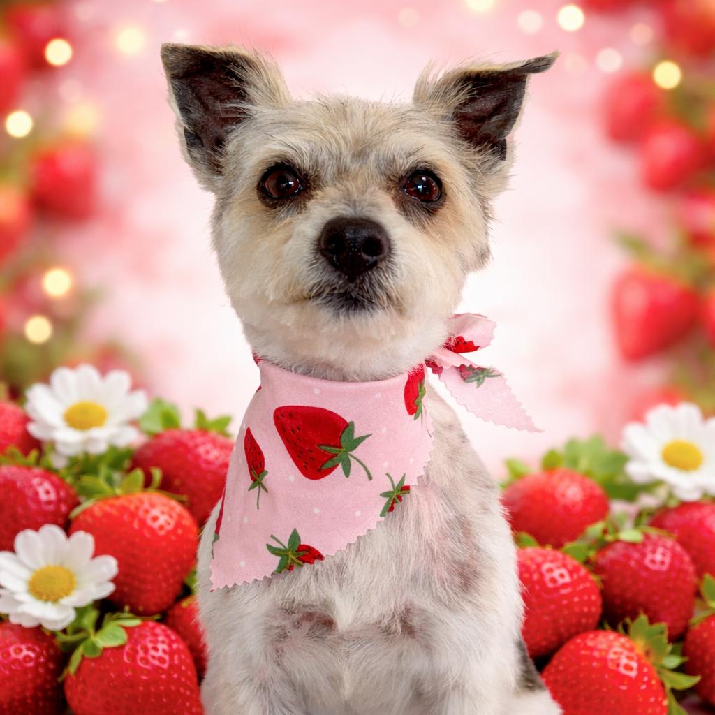 Lambie, Adoptable, Adult Female Mixed Breed.