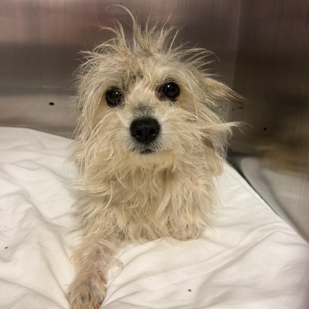 Enlarge Lambie, a Adoptable Mixed Breed in Medford, NJ image 6/6