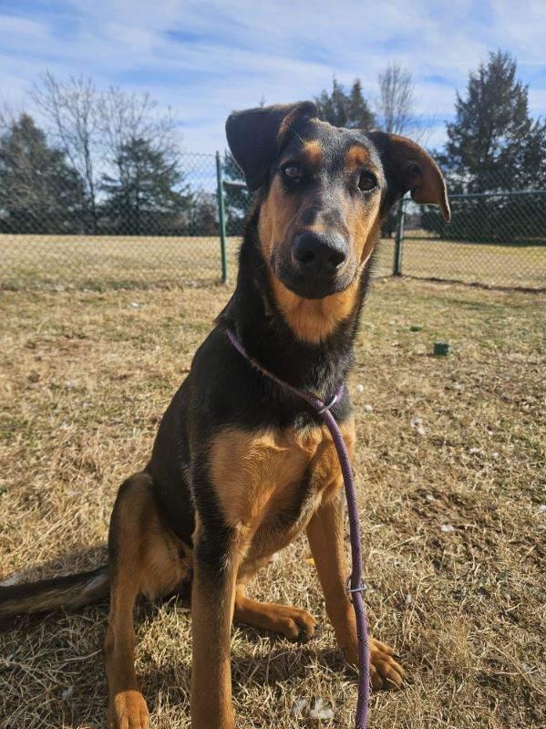 Enlarge Moonstone, a ADOPTABLE mixed breed in Culpeper, VA image 1/2