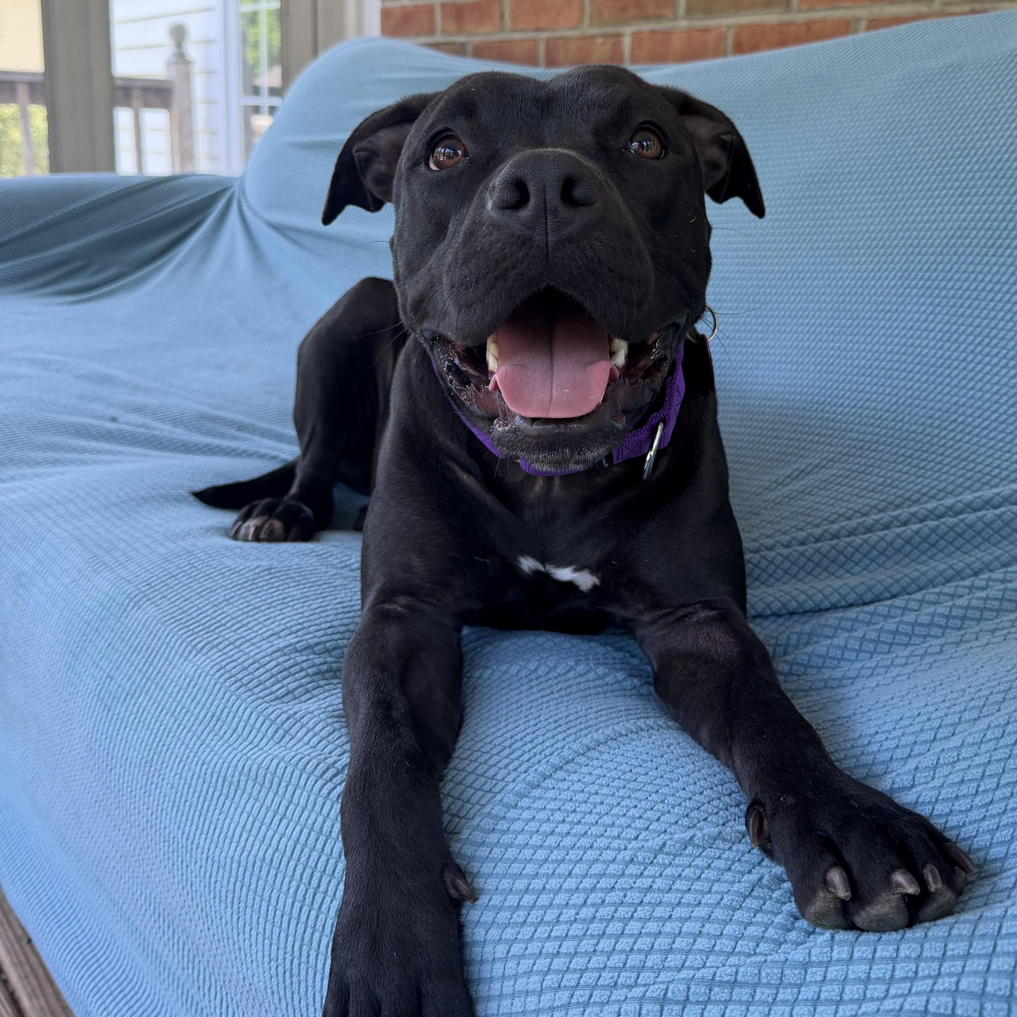 Enlarge Marnie, a Adopted mixed breed in Bedminster, NJ image 5/6