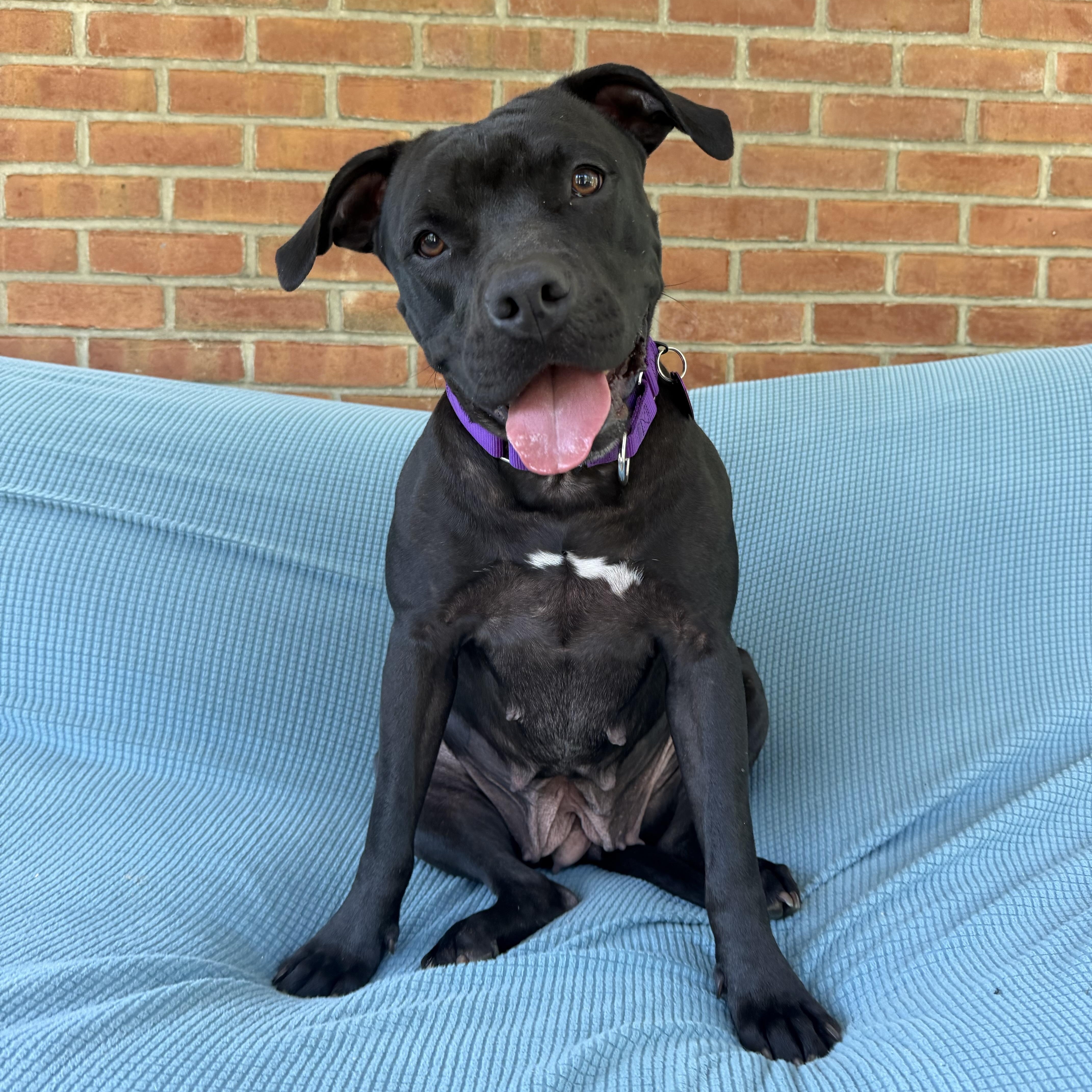 Enlarge Marnie, a Adopted mixed breed in Bedminster, NJ image 1/6