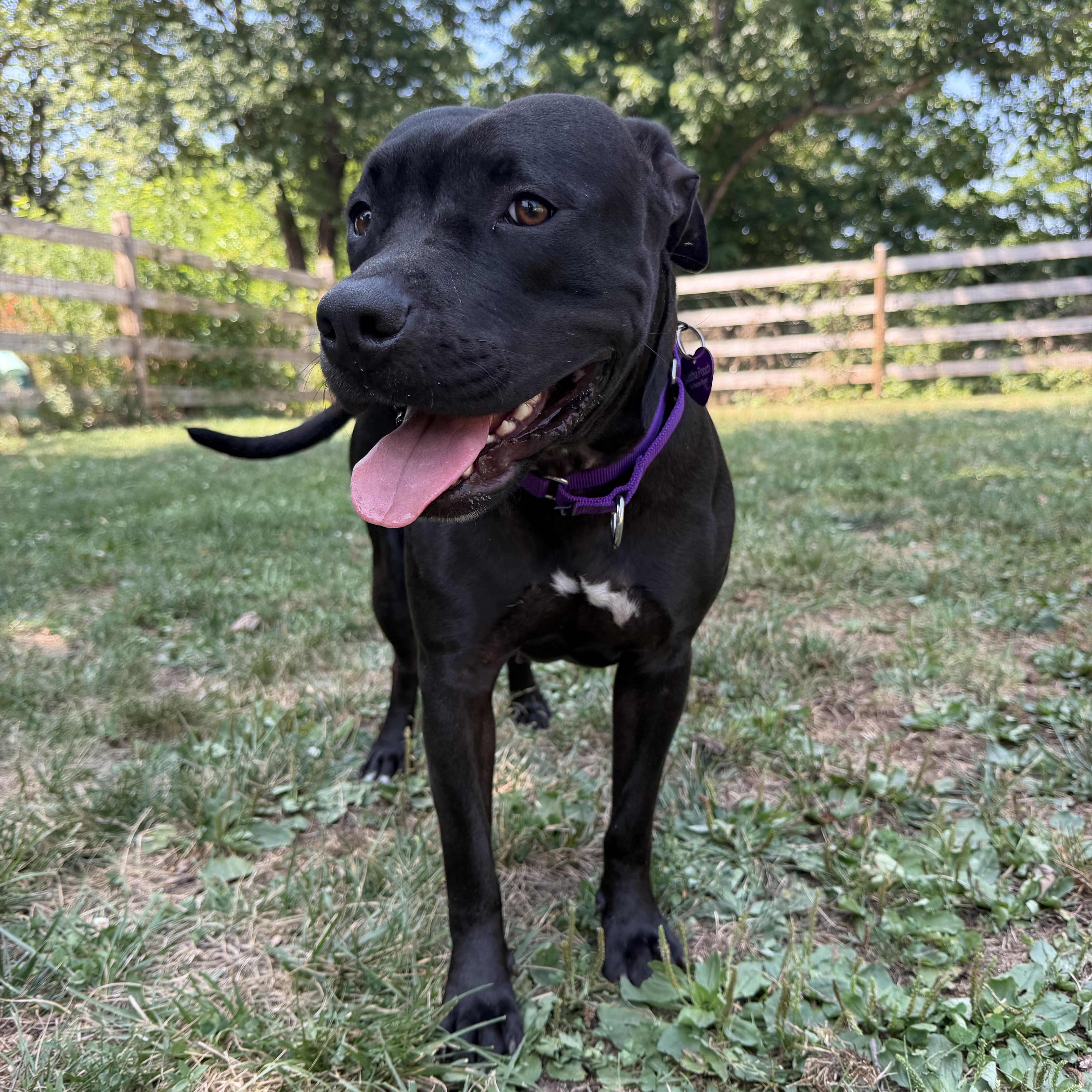 Enlarge Marnie, a Adopted mixed breed in Bedminster, NJ image 4/6