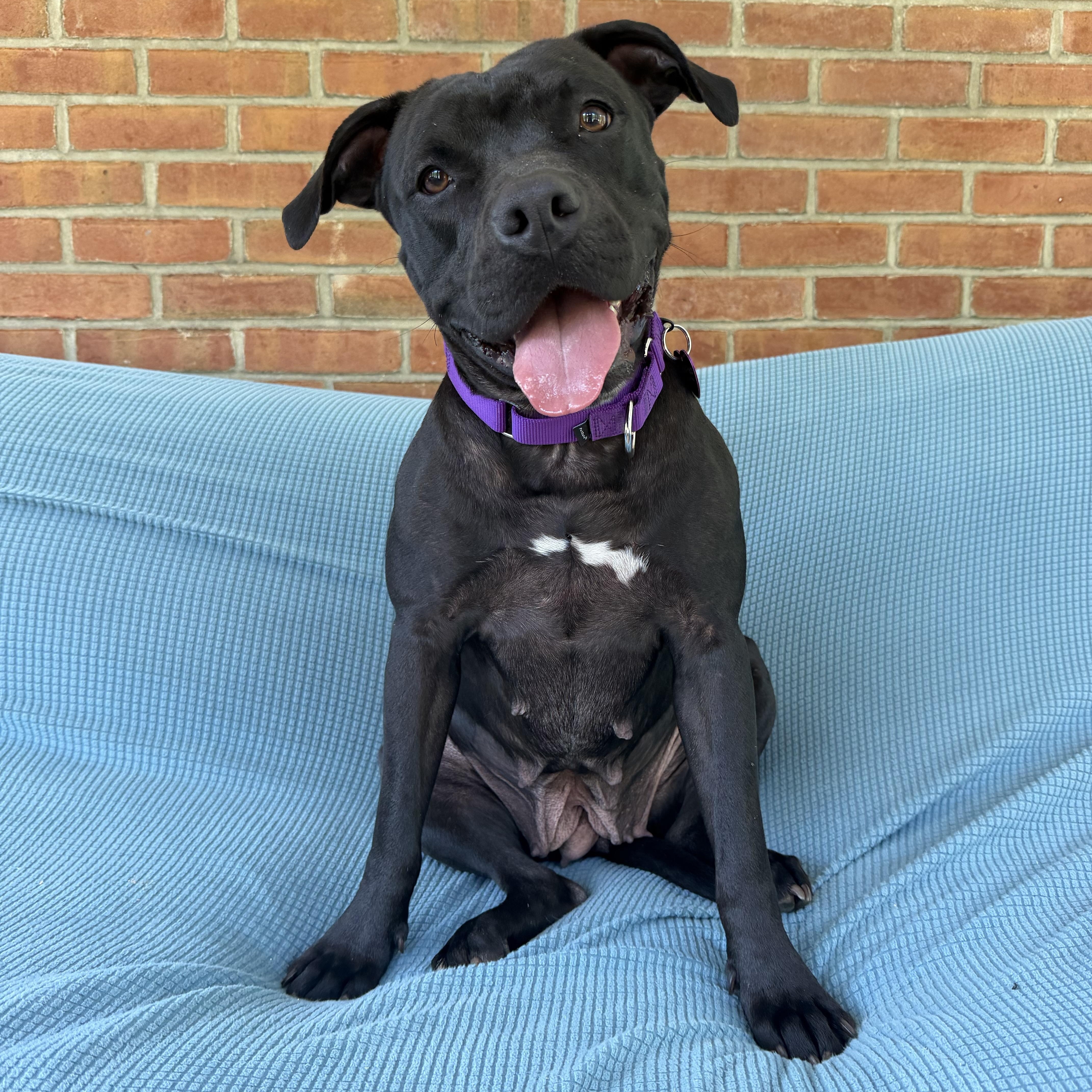 Enlarge Marnie, a Adopted mixed breed in Bedminster, NJ image 3/6