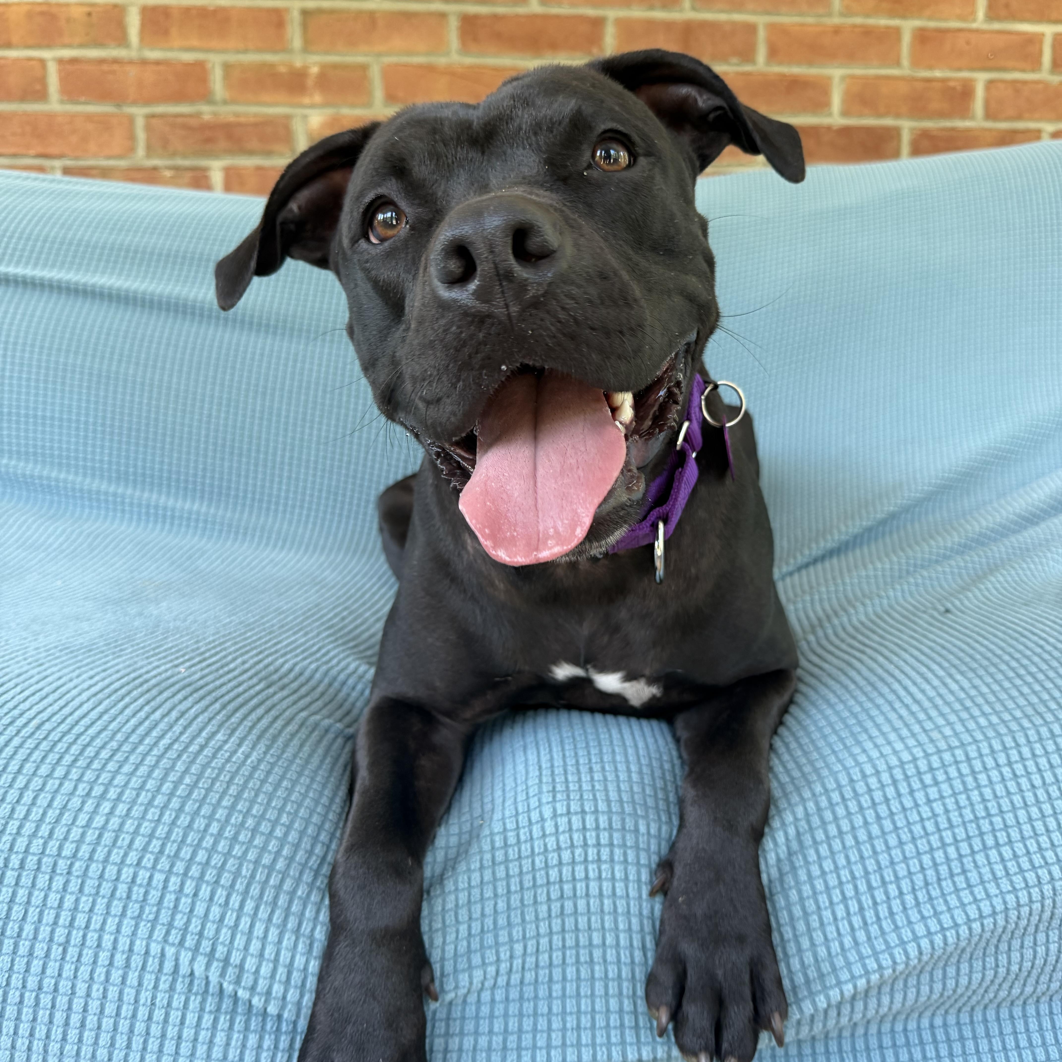 Enlarge Marnie, a Adopted mixed breed in Bedminster, NJ image 2/6