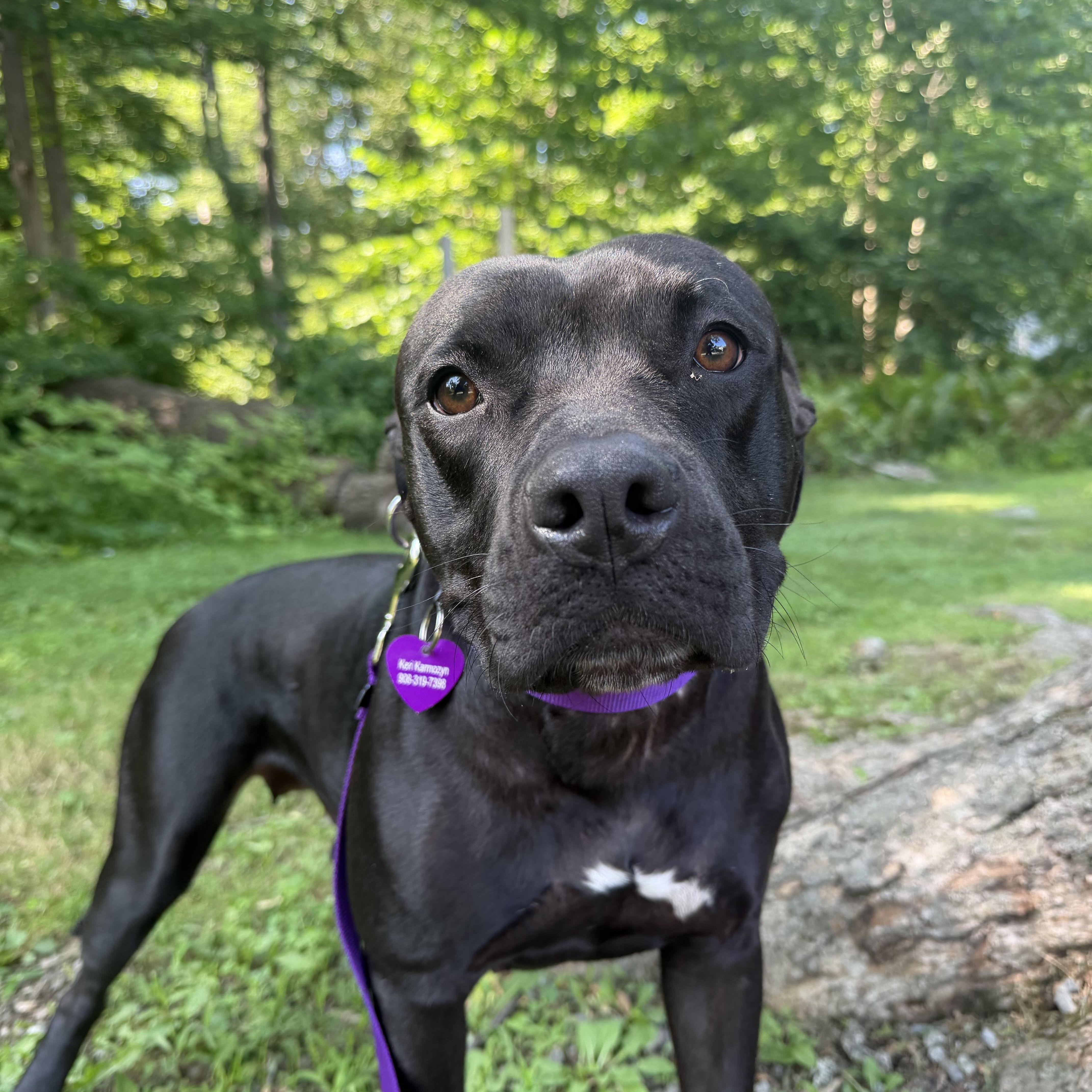 Enlarge Marnie, a Adopted mixed breed in Bedminster, NJ image 6/6