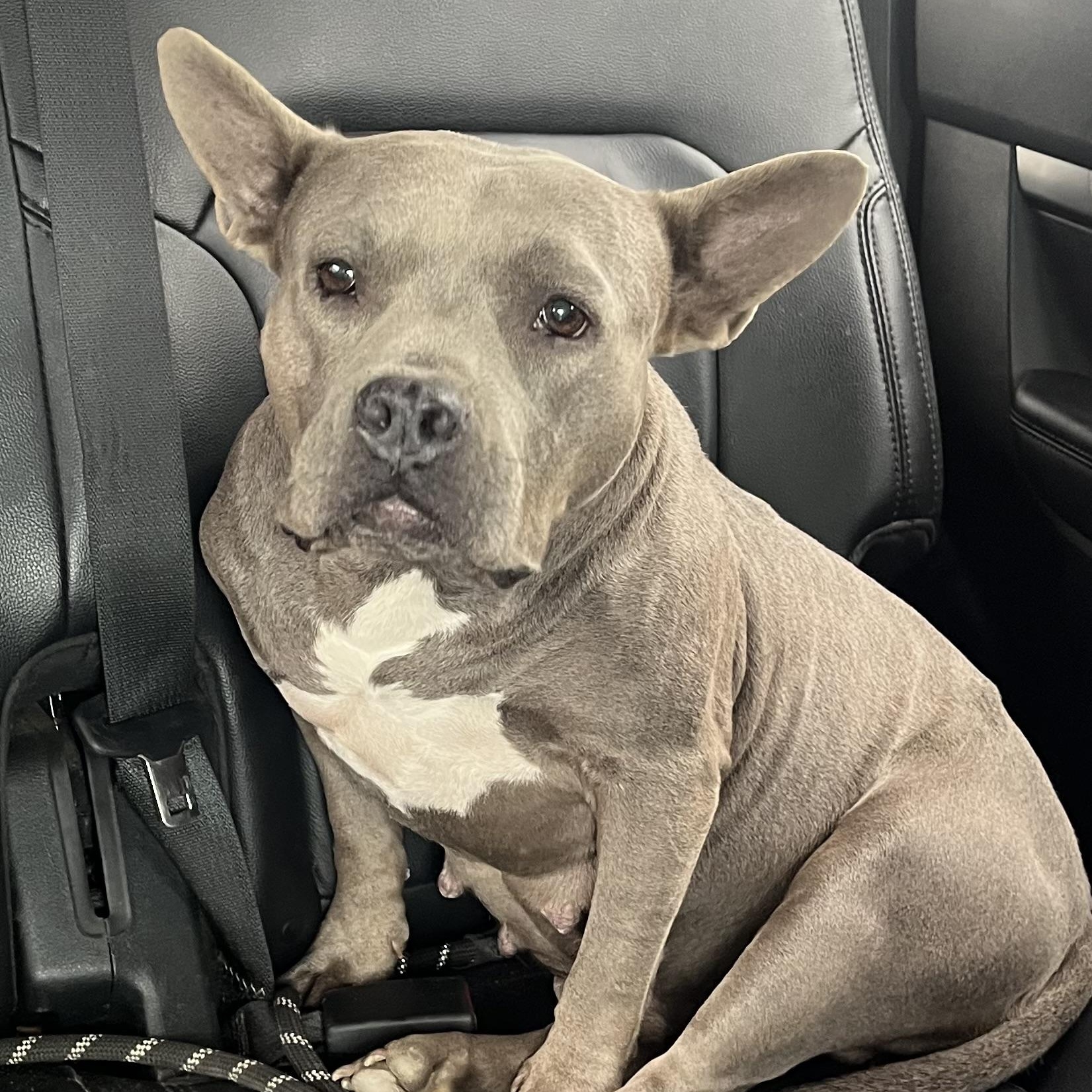 Enlarge Alvie, an adoptable mixed breed in Brewton, AL image 1/4