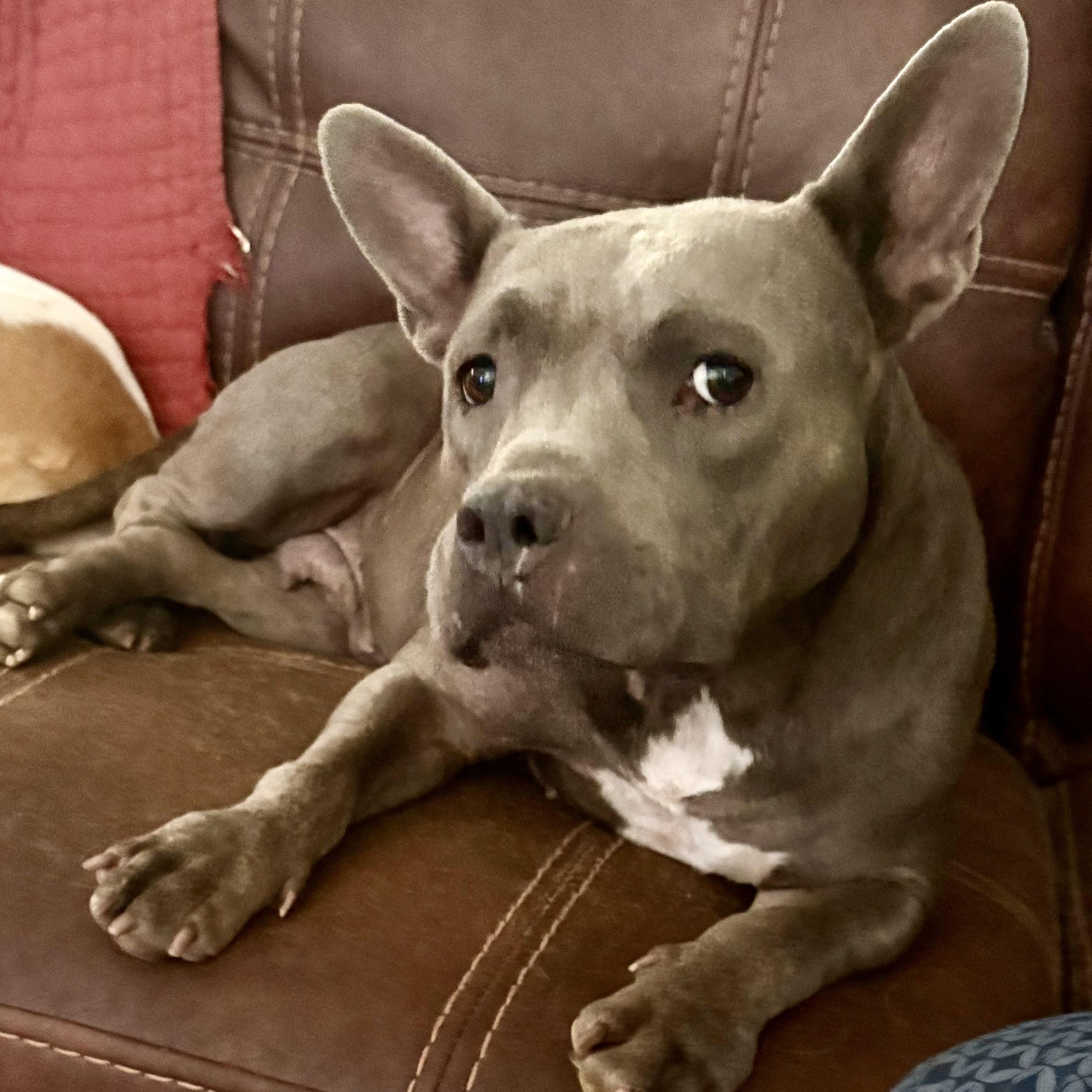 Enlarge Alvie, an adoptable mixed breed in Brewton, AL image 2/4