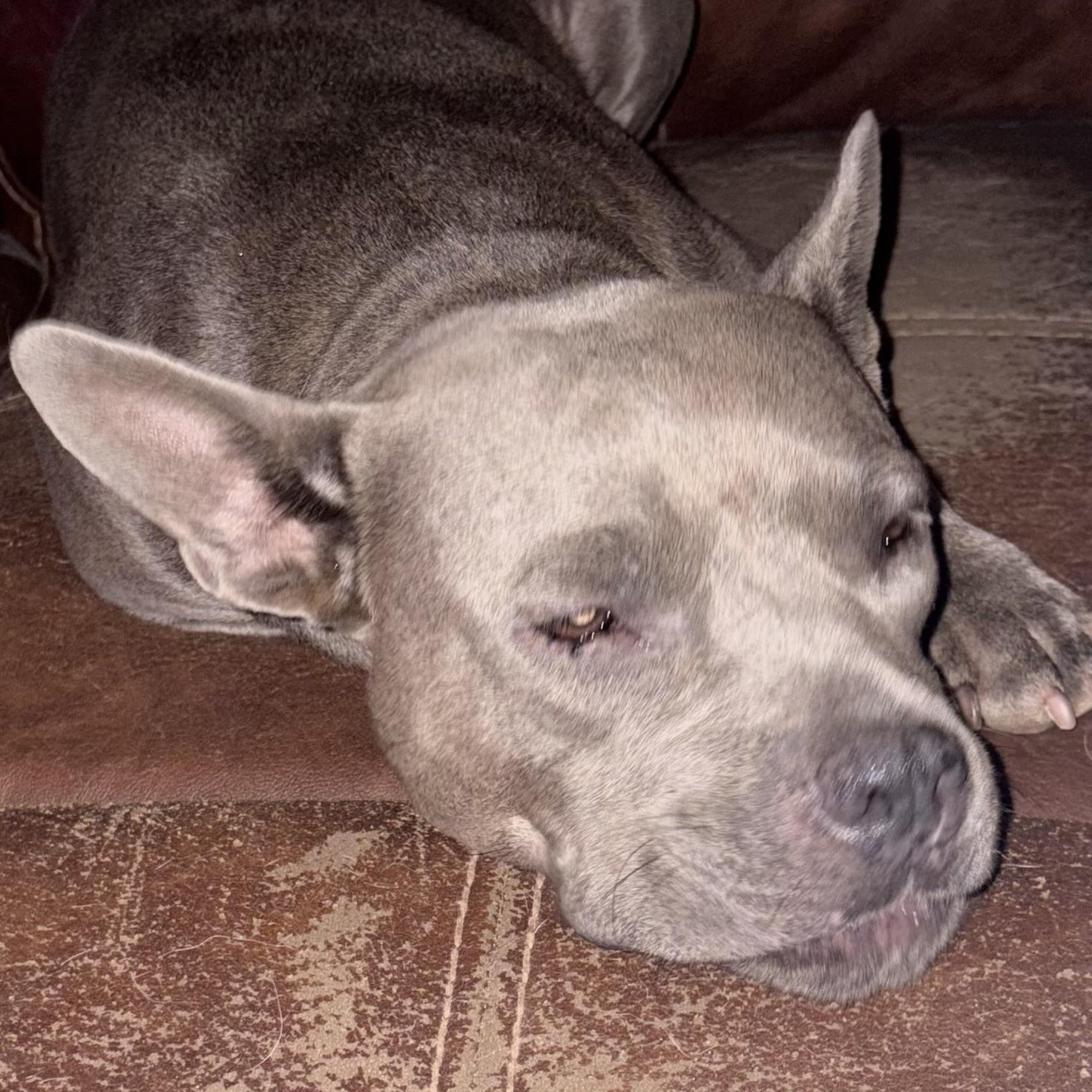 Enlarge Alvie, an adoptable mixed breed in Brewton, AL image 3/4