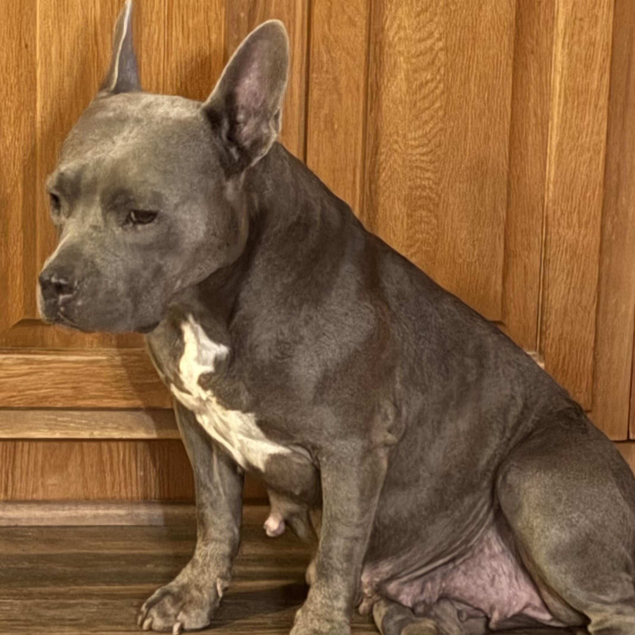 Enlarge Alvie, an adoptable mixed breed in Brewton, AL image 4/4