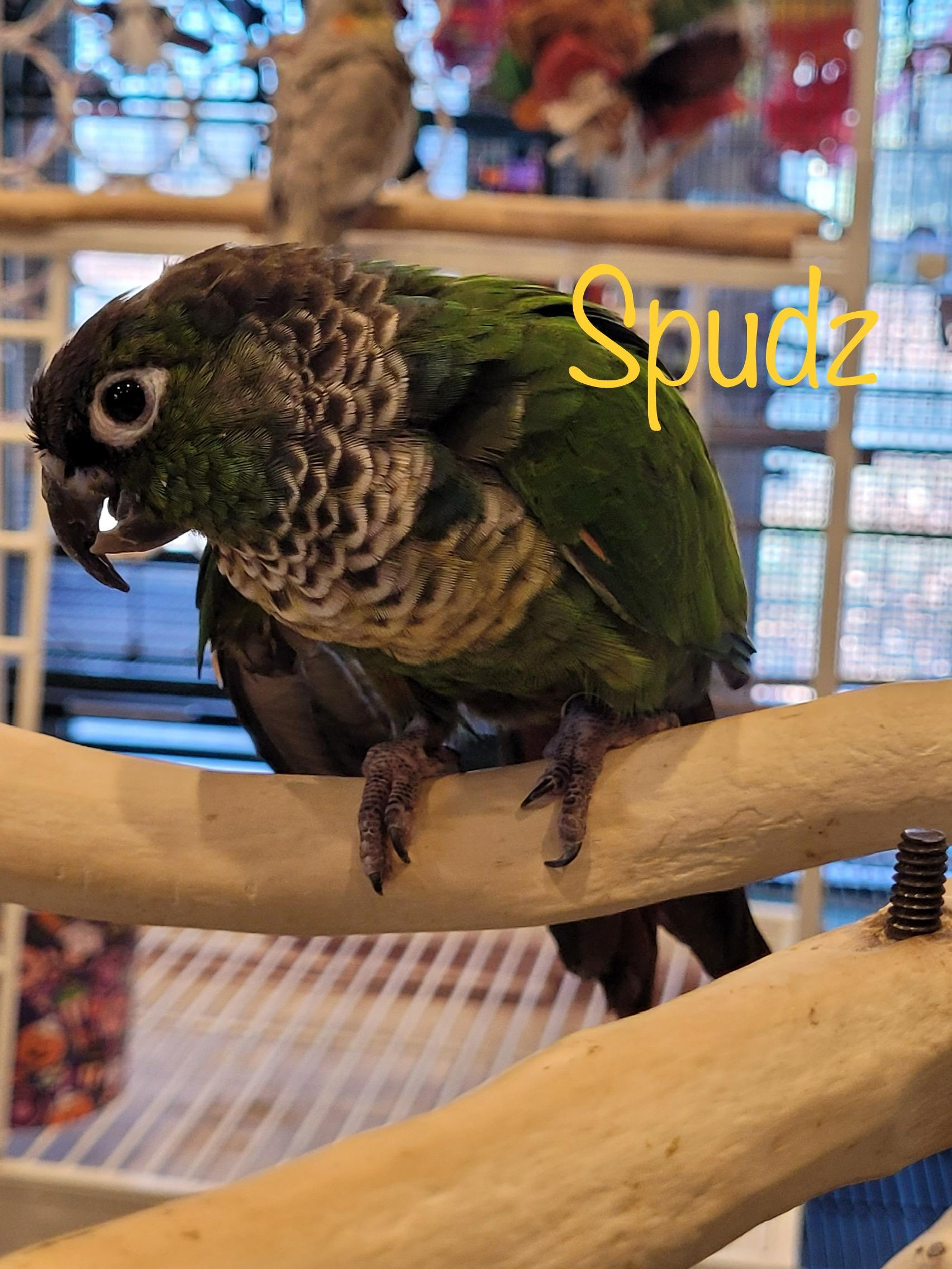 Spudz, Adult Male unknown