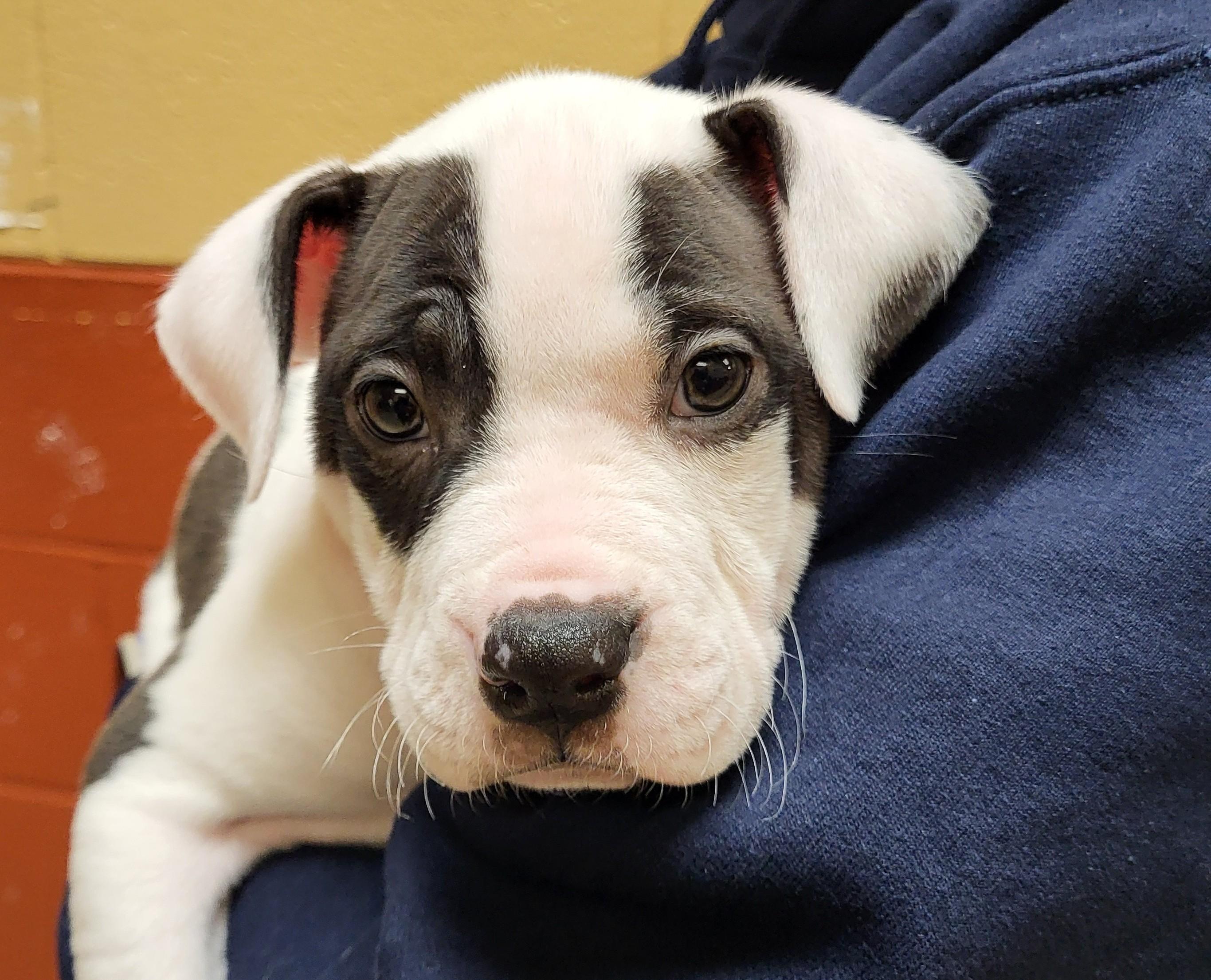 Enlarge Mtn. Chew, an adopted mixed breed in Grayslake, IL image 2/2