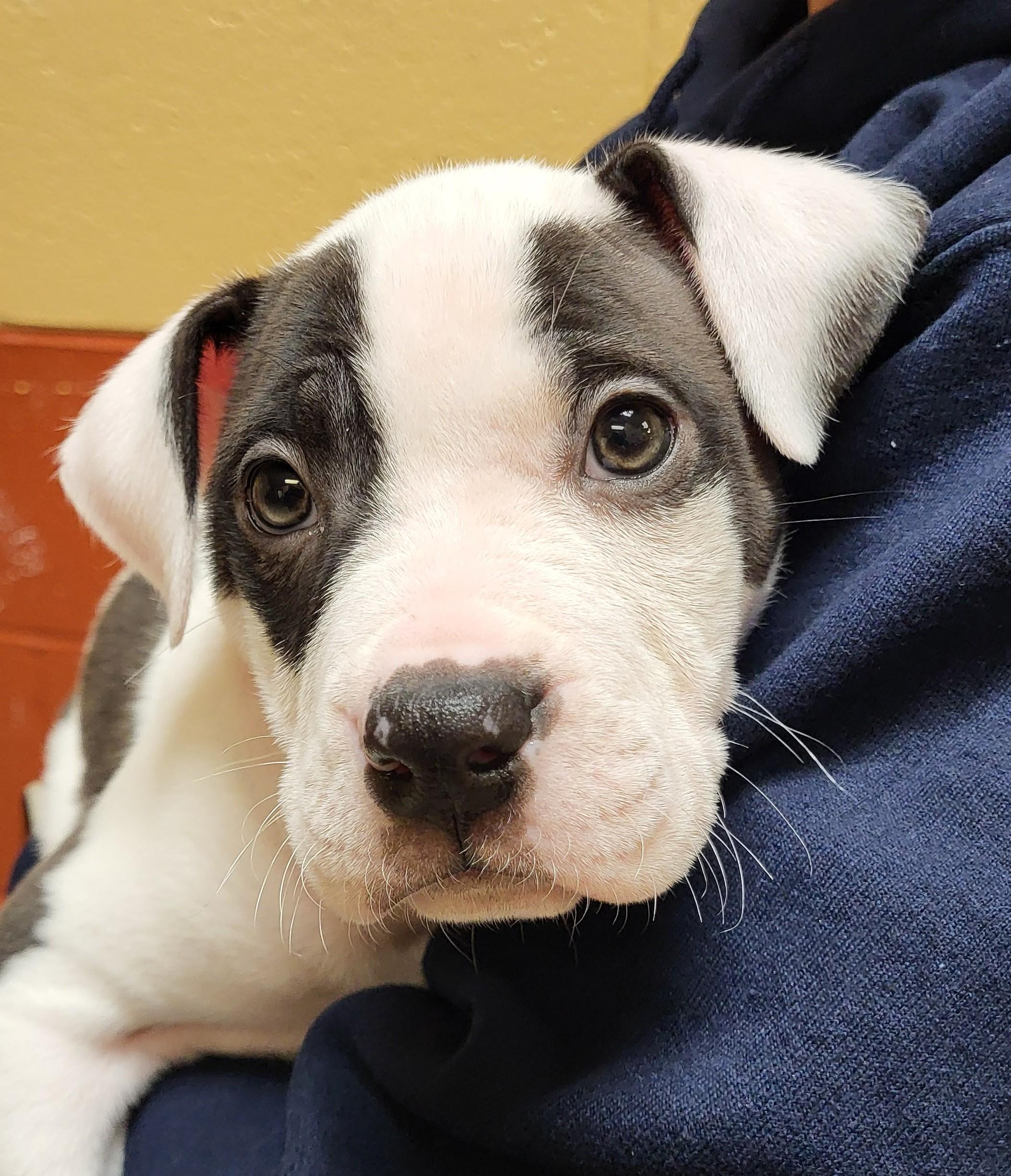 Enlarge Mtn. Chew, an adopted mixed breed in Grayslake, IL image 1/2