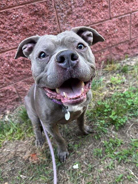 SEVEN, Adoptable, Adult Female Pit Bull Terrier.