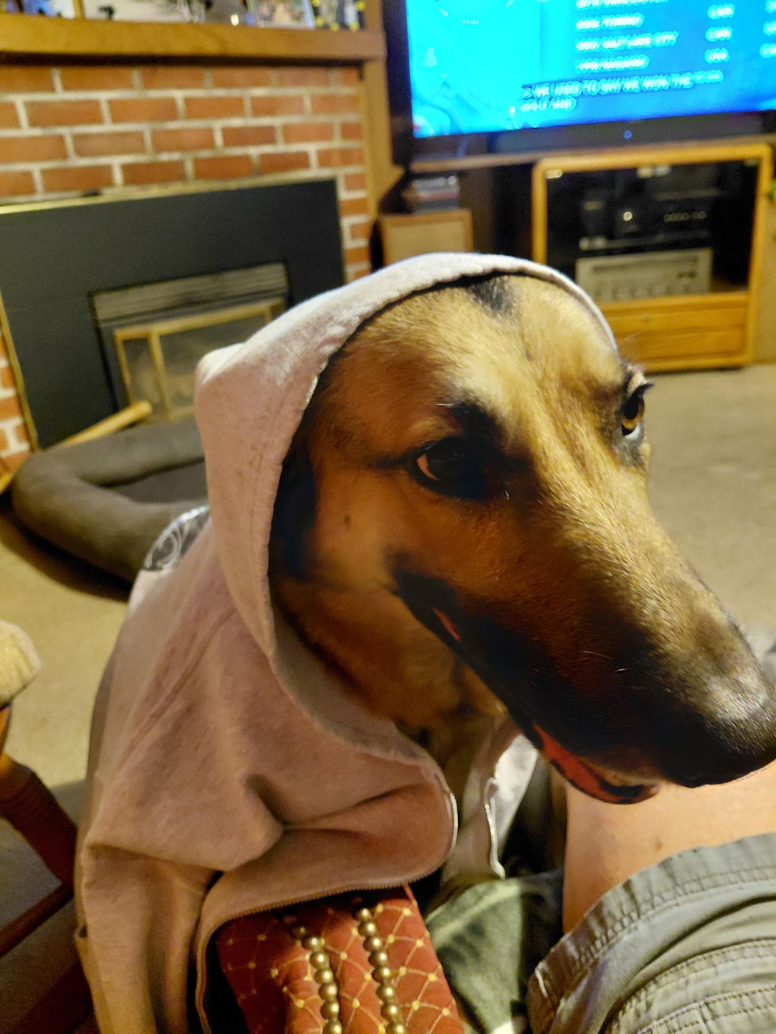 Allie SR, Adoptable, Young Female German Shepherd Dog.