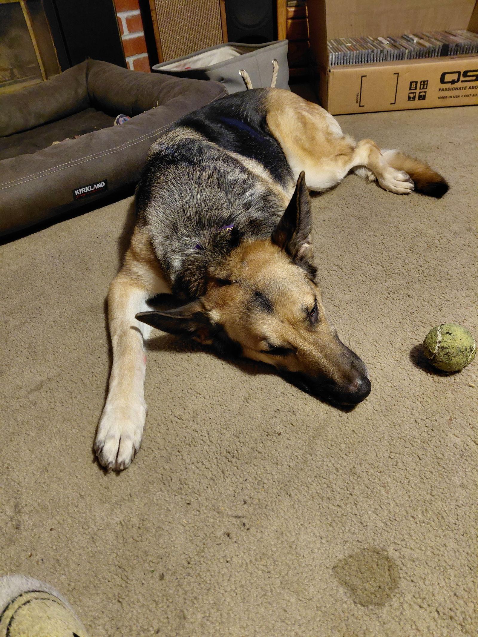 Enlarge Allie SR, a Adoptable German Shepherd Dog in Cupertino, CA image 2/3