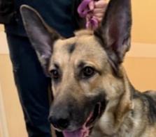 Enlarge Allie SR, a Adoptable German Shepherd Dog in Cupertino, CA image 3/3