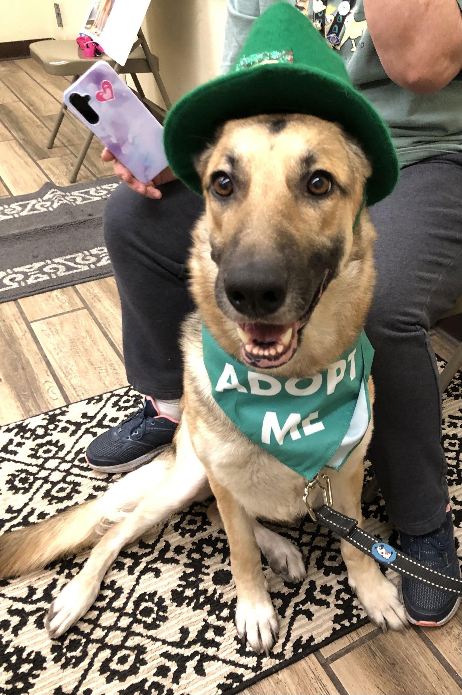 Enlarge Allie SR, a Adopted German Shepherd Dog in Cupertino, CA image 3/3