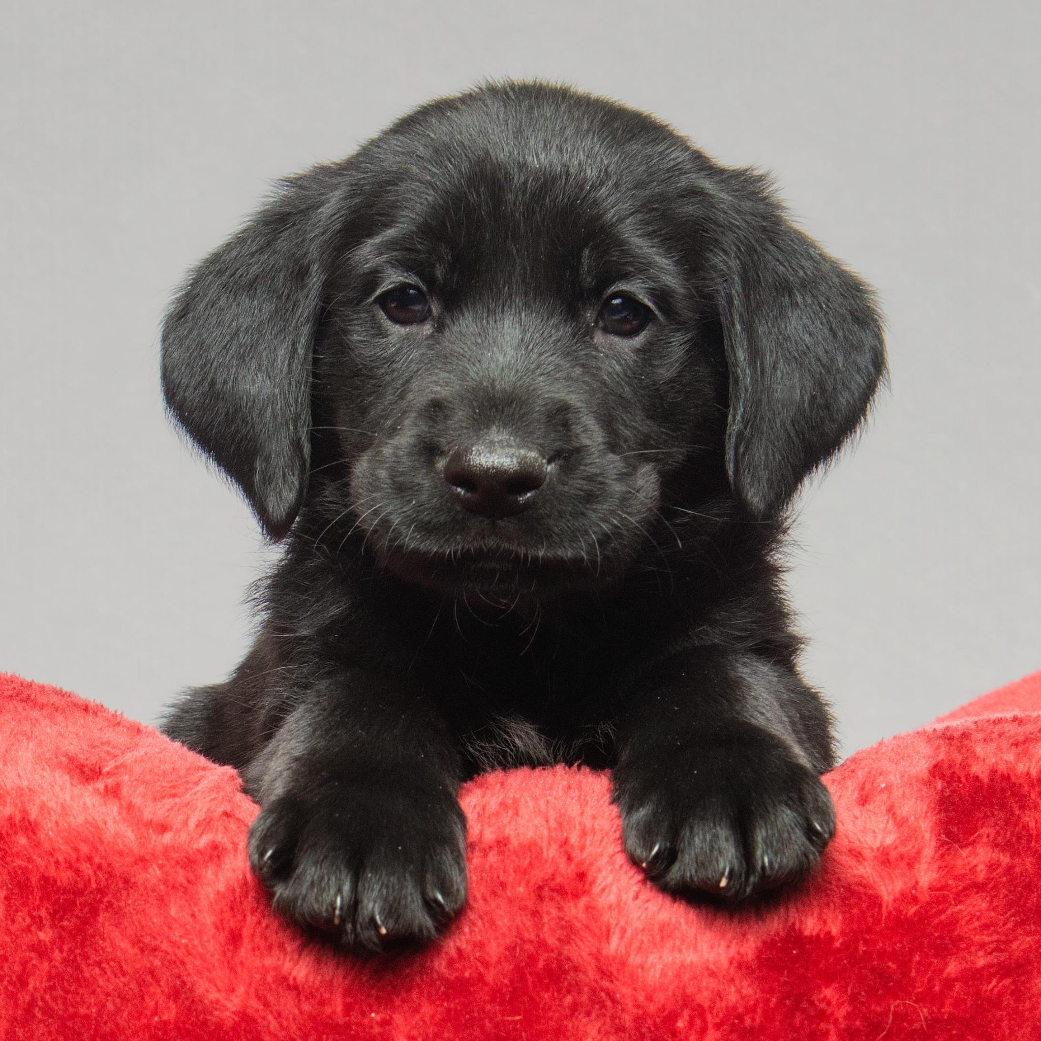Enlarge Maggie, an adopted mixed breed in Grand Forks, ND image 2/2