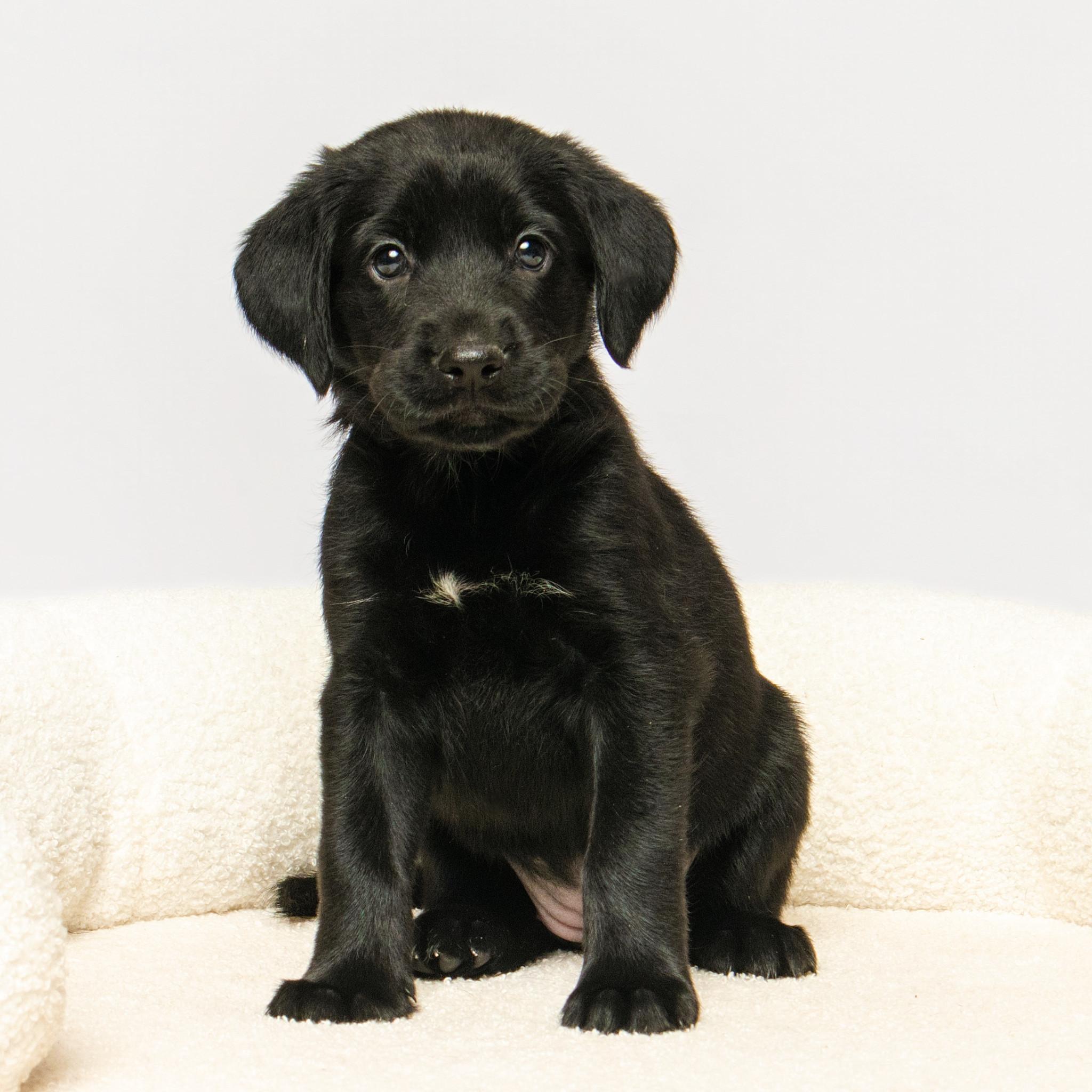 Maggie, adopted, Puppy Female Shepherd.