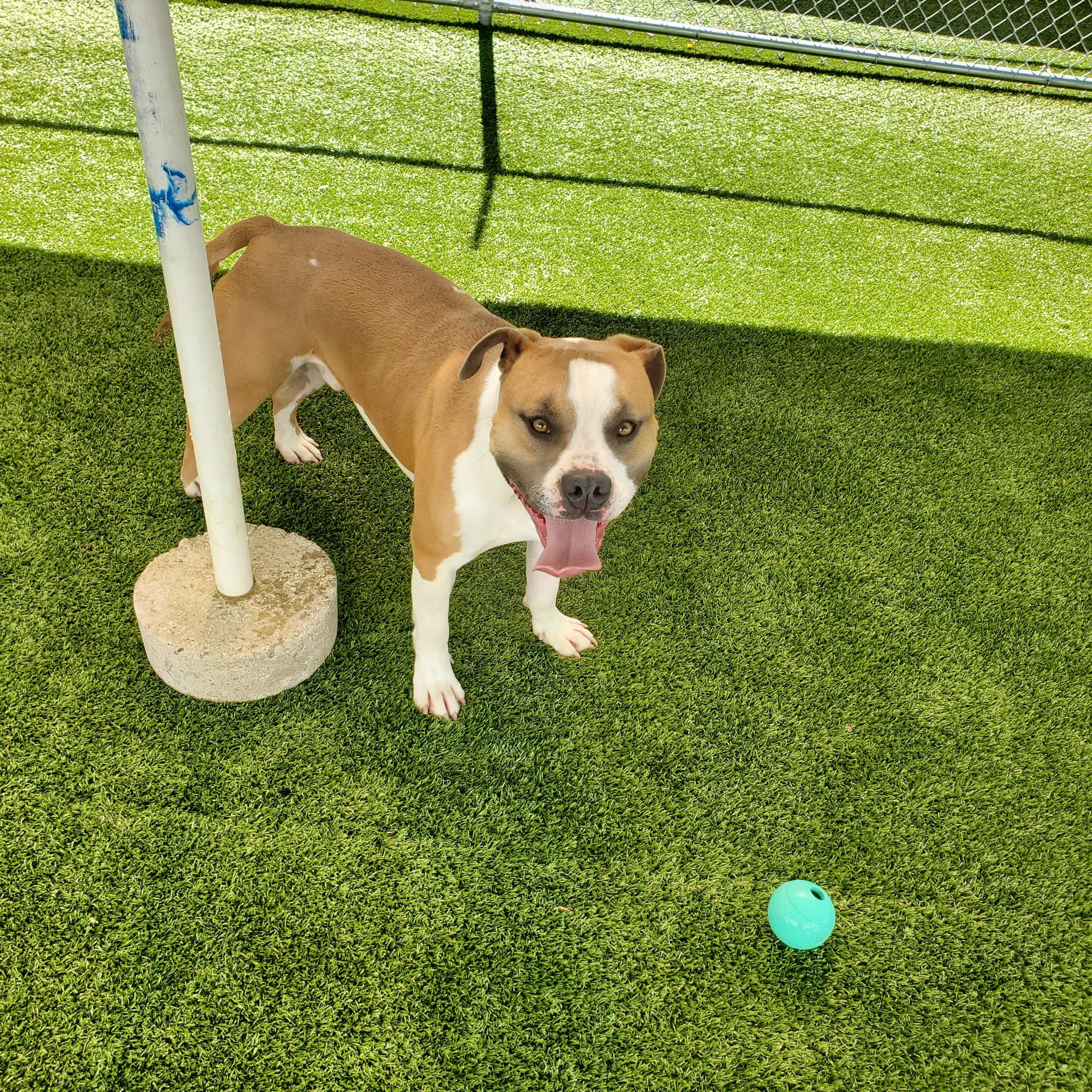 L.B ( Linebacker), ADOPTABLE, Young Male American Bulldog & Pit Bull Terrier.