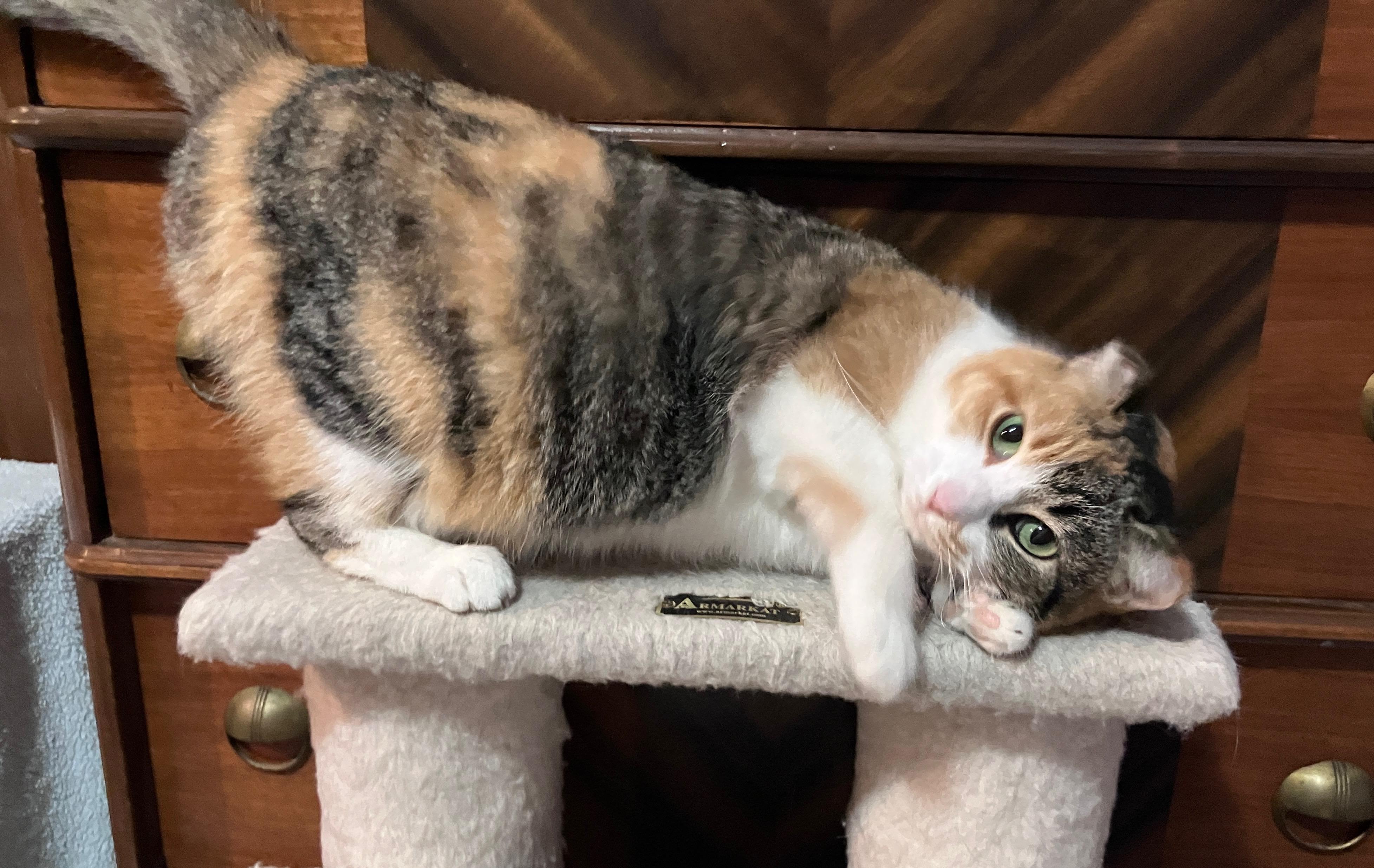 Enlarge Chiquita, a ADOPTABLE Calico in Highland, IN image 2/4