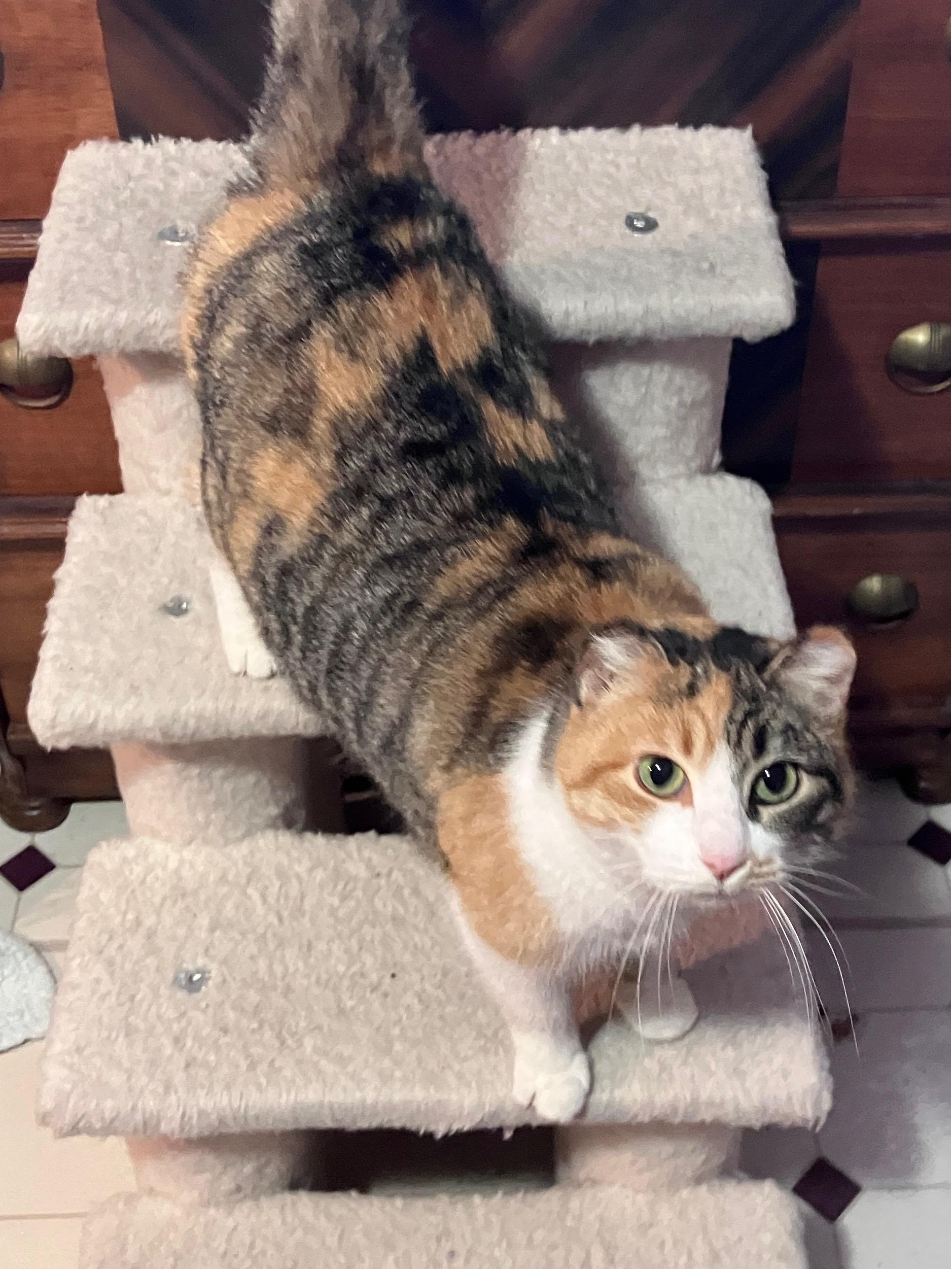 Enlarge Chiquita, a ADOPTABLE Calico in Highland, IN image 3/4