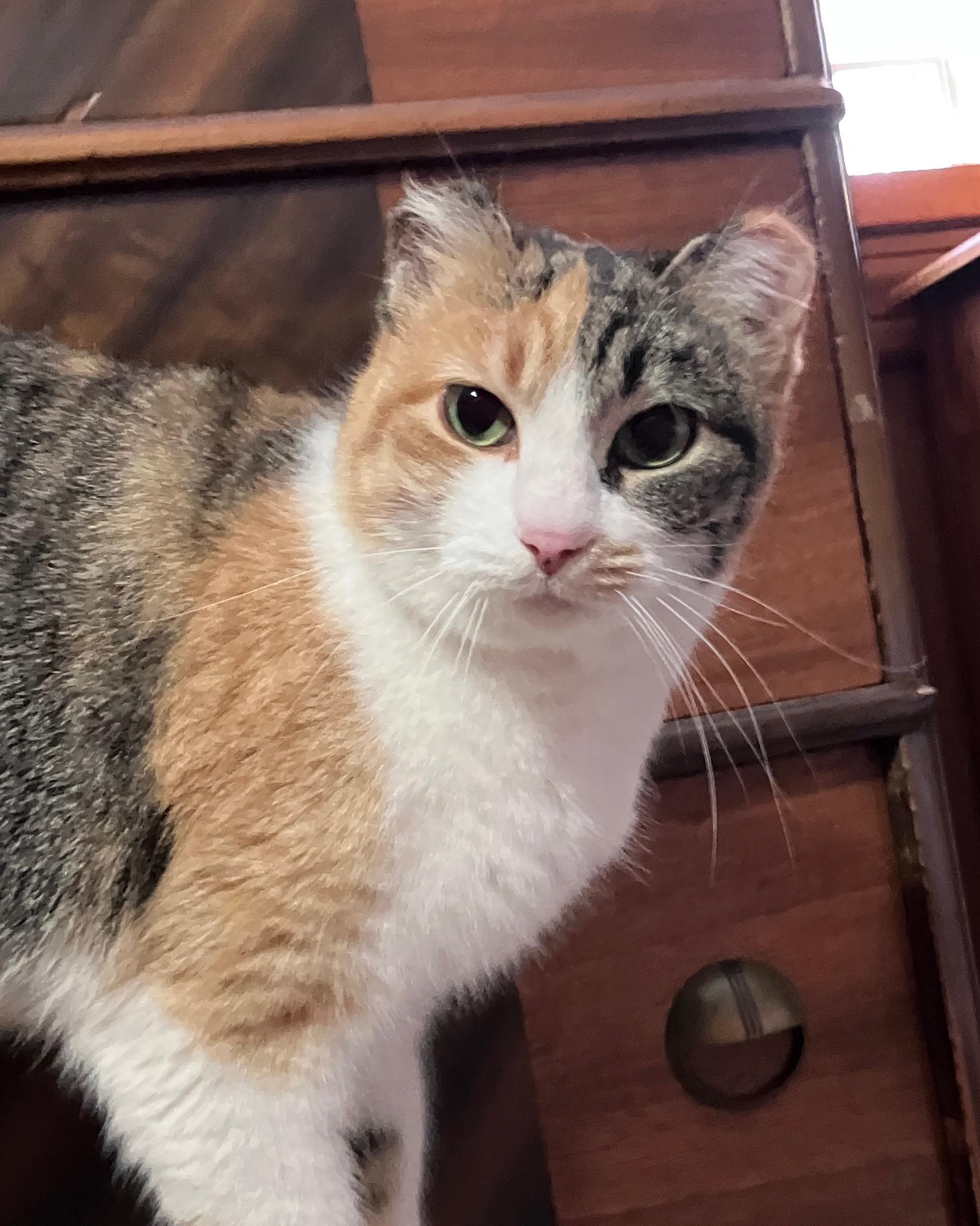 Enlarge Chiquita, a ADOPTABLE Calico in Highland, IN image 1/4