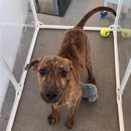 Marcie, Adoptable, Puppy Female Mixed Breed.