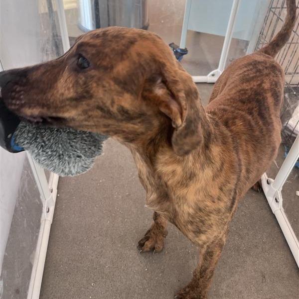Marcie, a Adoptable Mixed Breed in Bentonville, AR image 2/6
