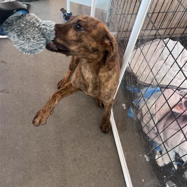 Marcie, a Adoptable Mixed Breed in Bentonville, AR image 3/6