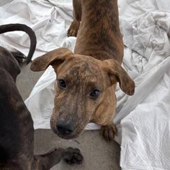 Marcie, a Adoptable Mixed Breed in Bentonville, AR image 5/6