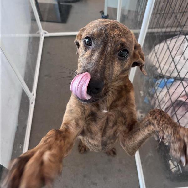 Marcie, a Adoptable Mixed Breed in Bentonville, AR image 6/6